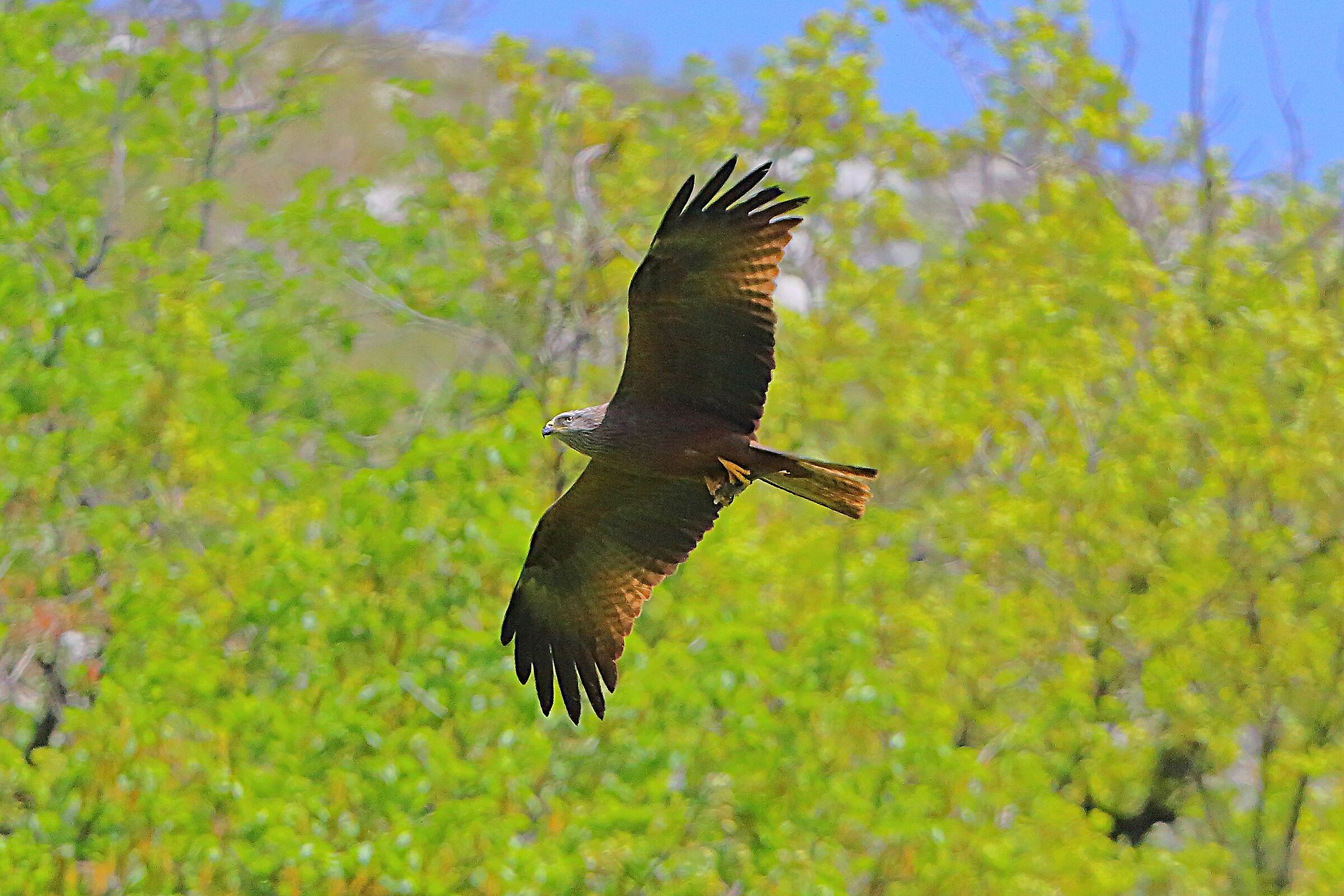 Nibbio bruno 12 aprile 2024 - 8358