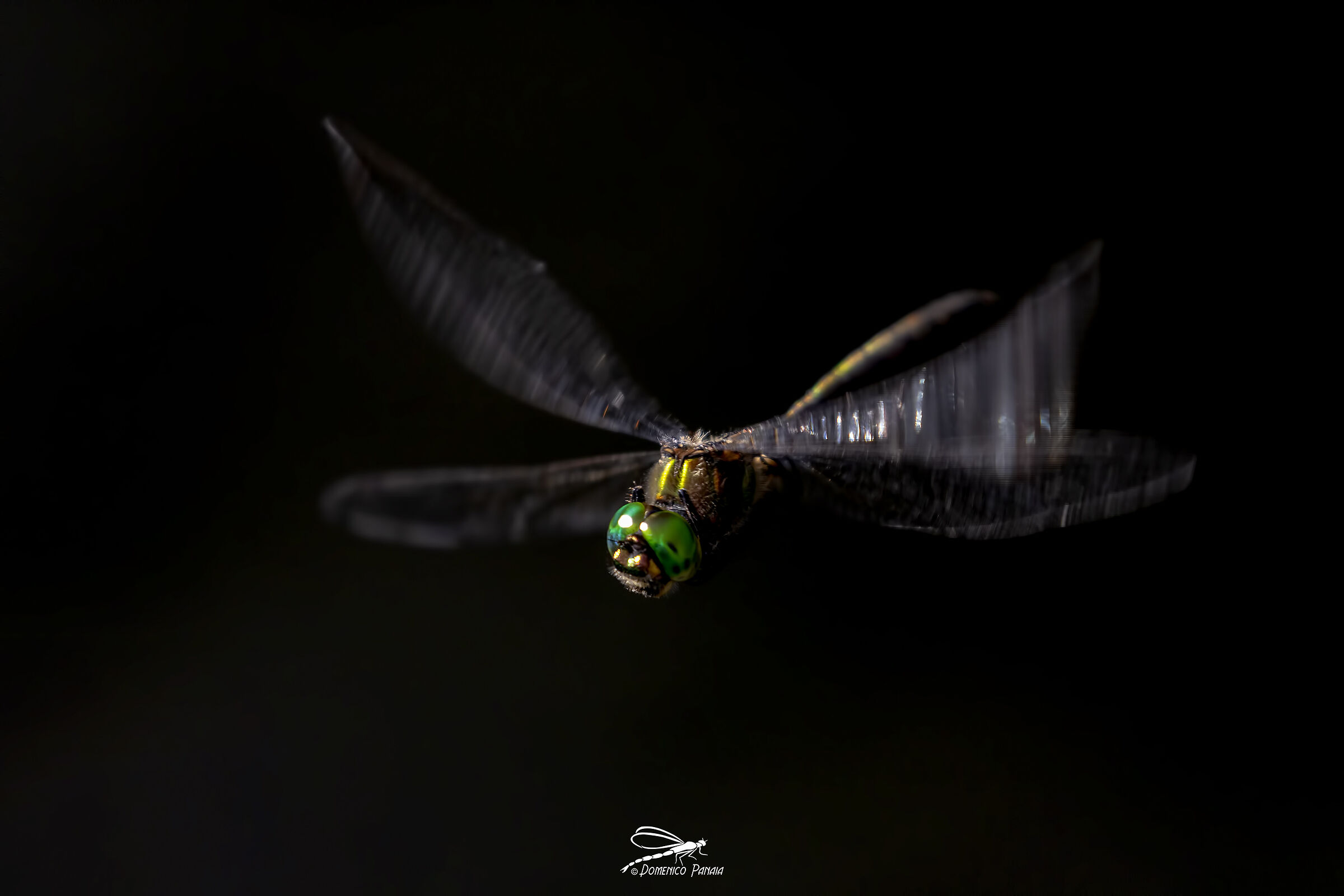 somatochlora metallica