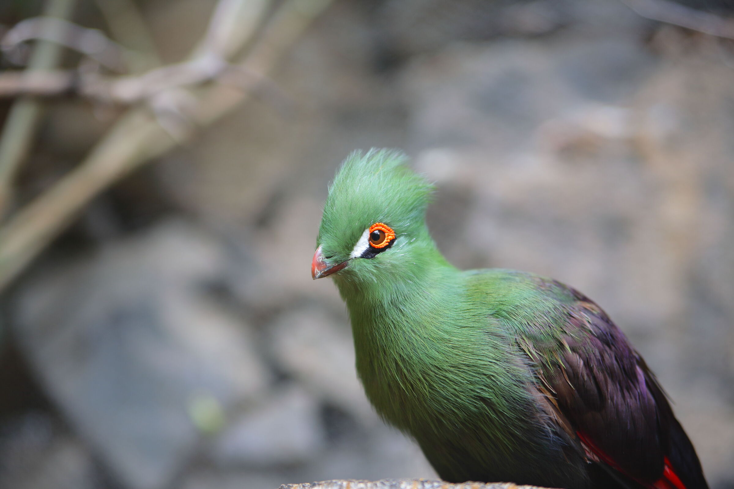 turaco