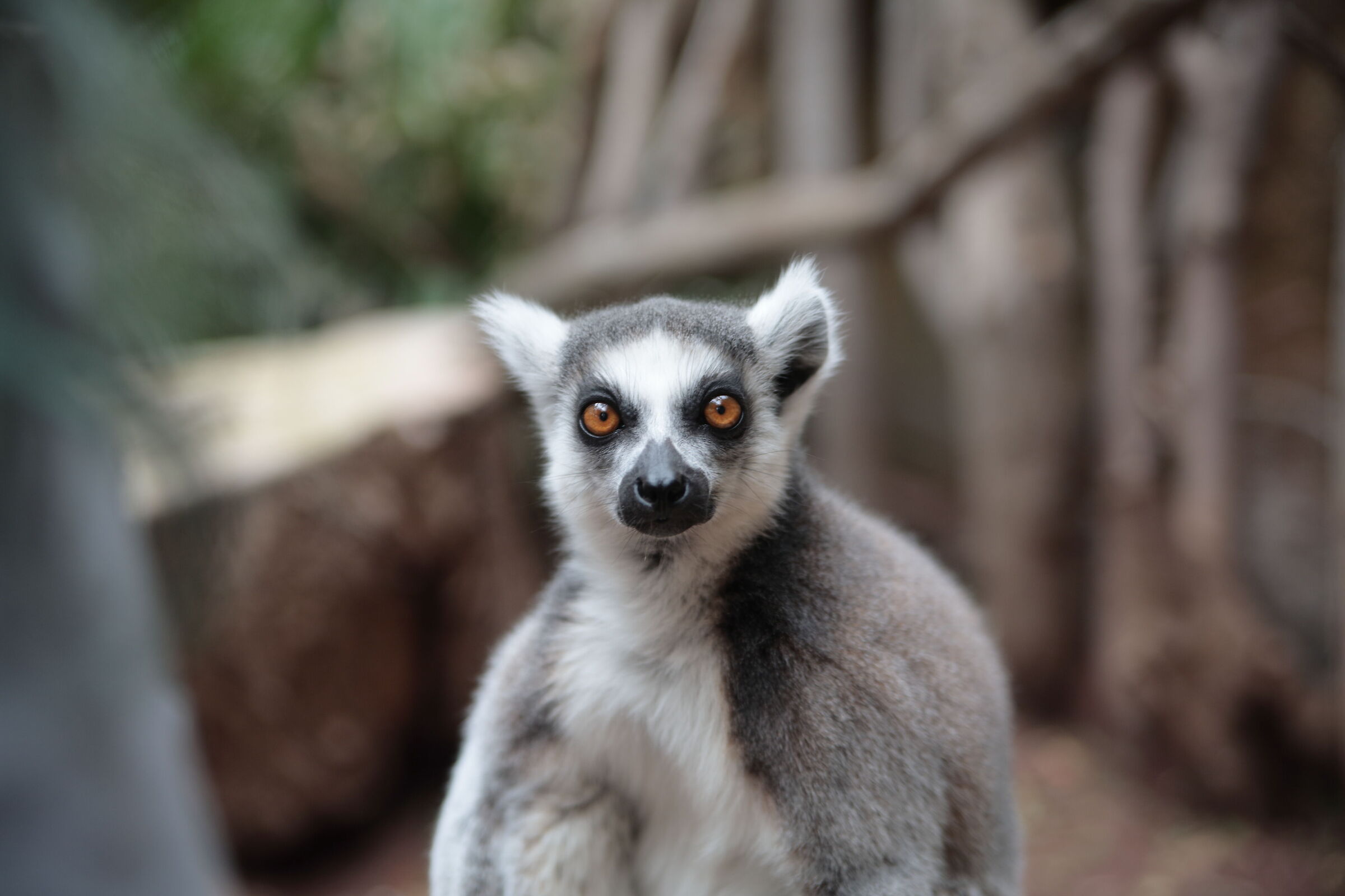 lemure coda ad anelli