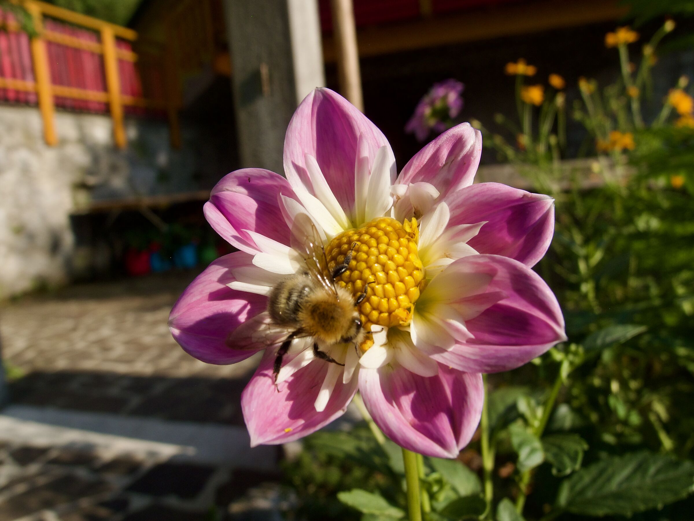 in un giardino di montagna