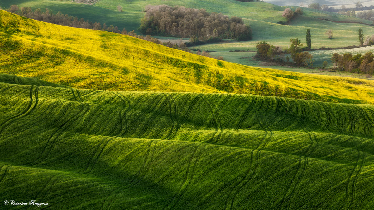Crete, canola and wheat