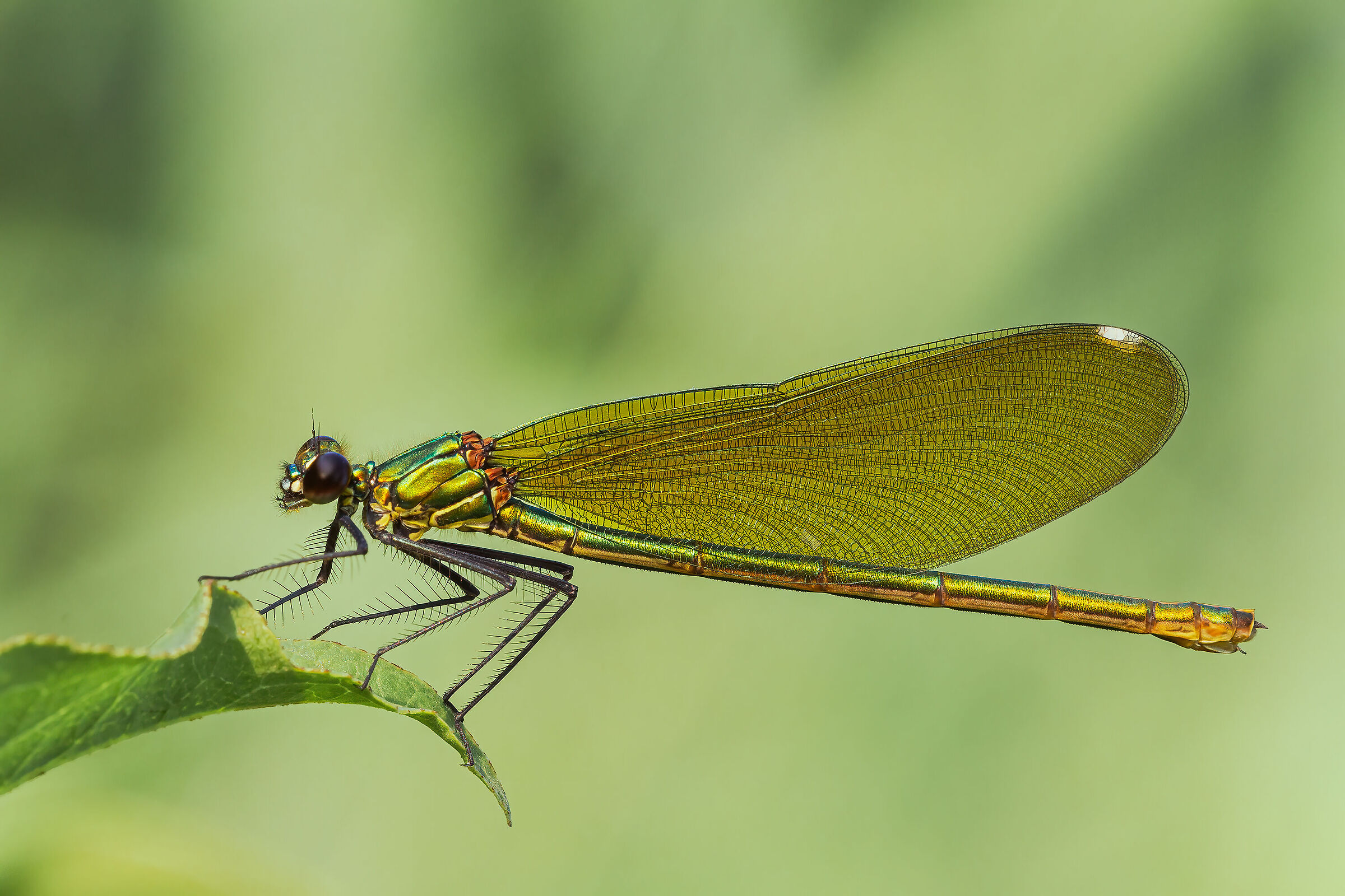 Calopteryx splendens