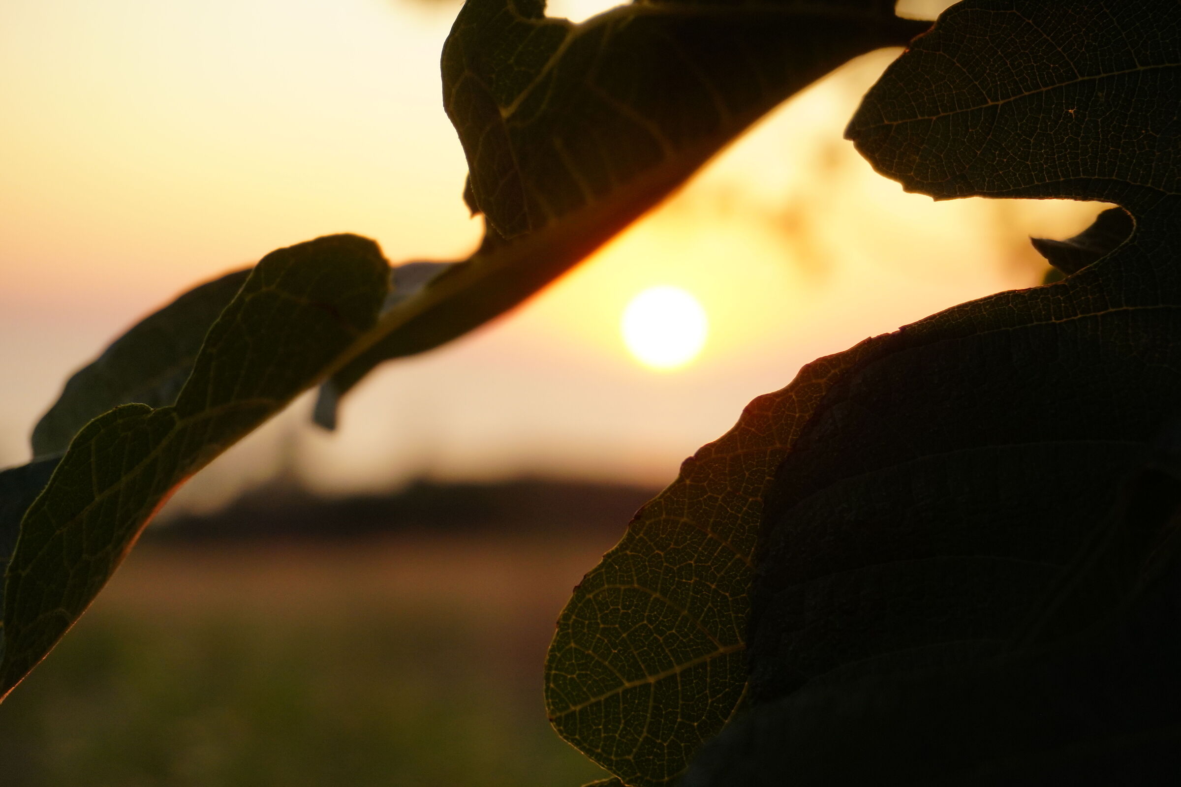 Tramonto 1
