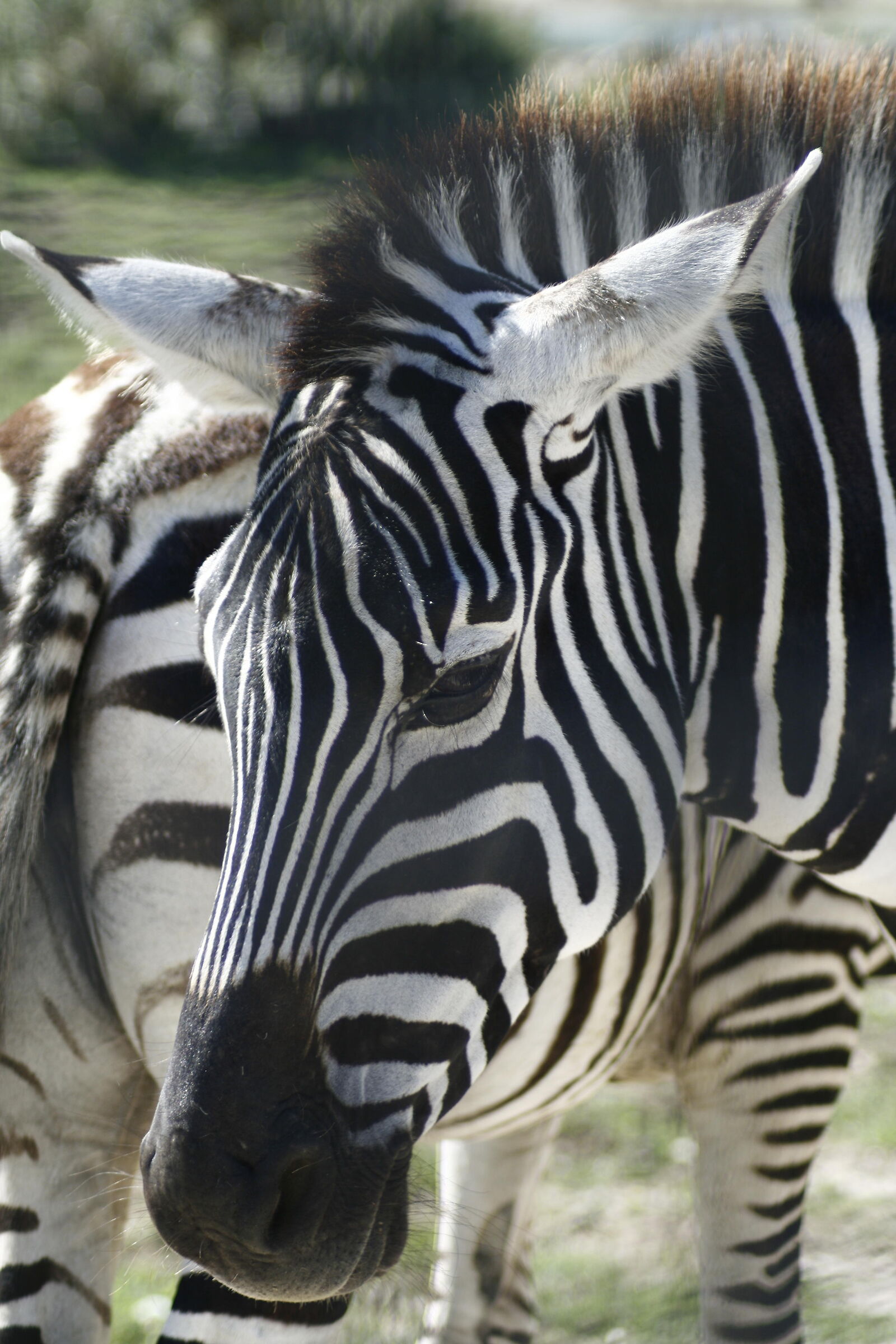 zebra