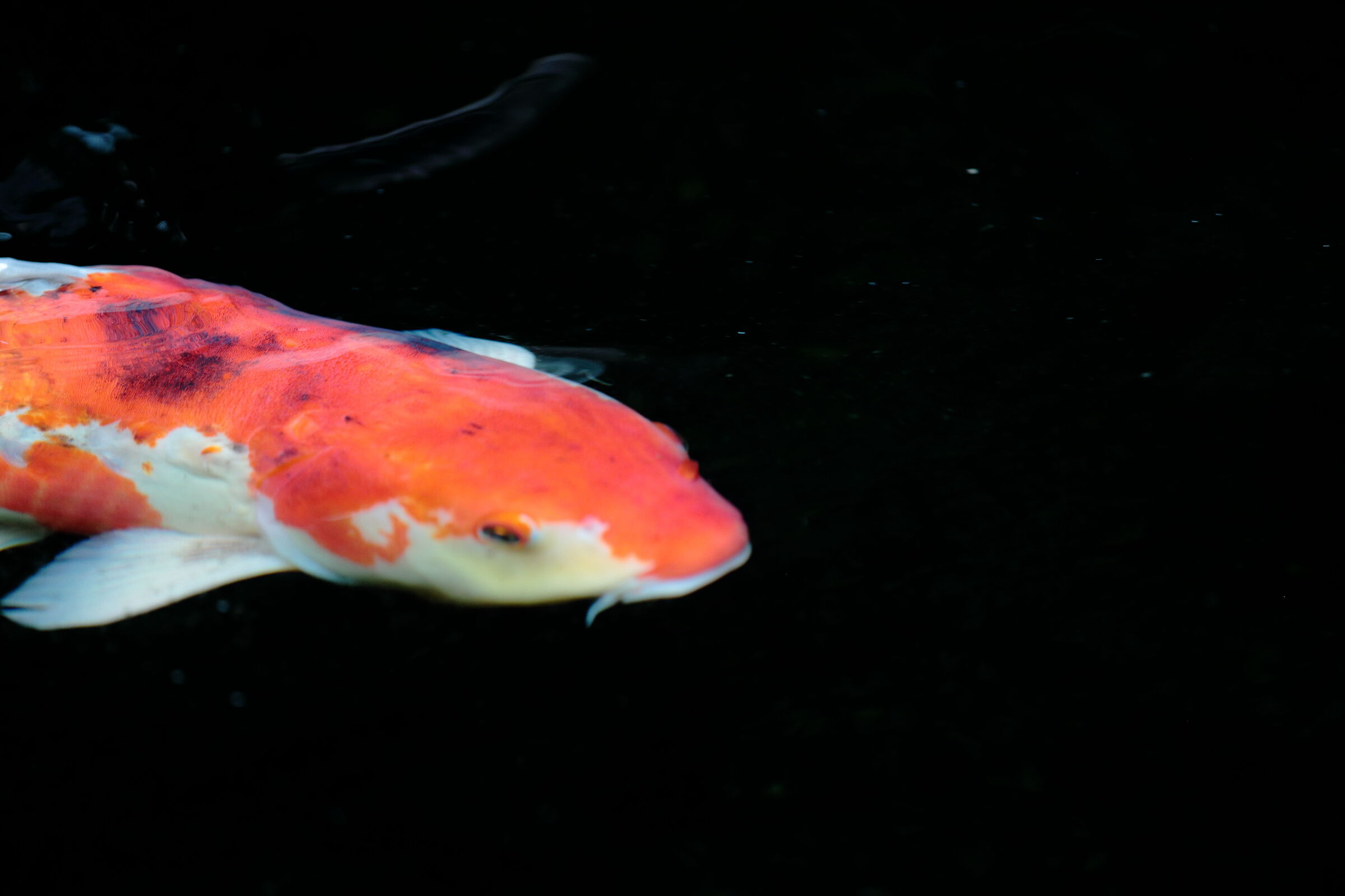 Carpe Koi