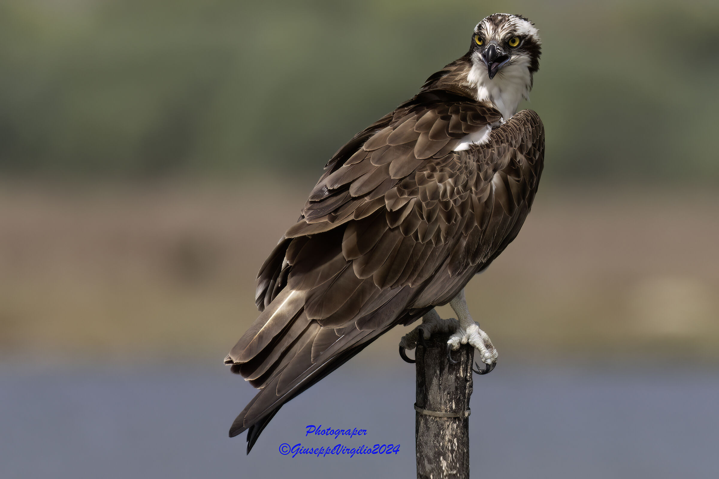 Osprey (Sardinia) 2024