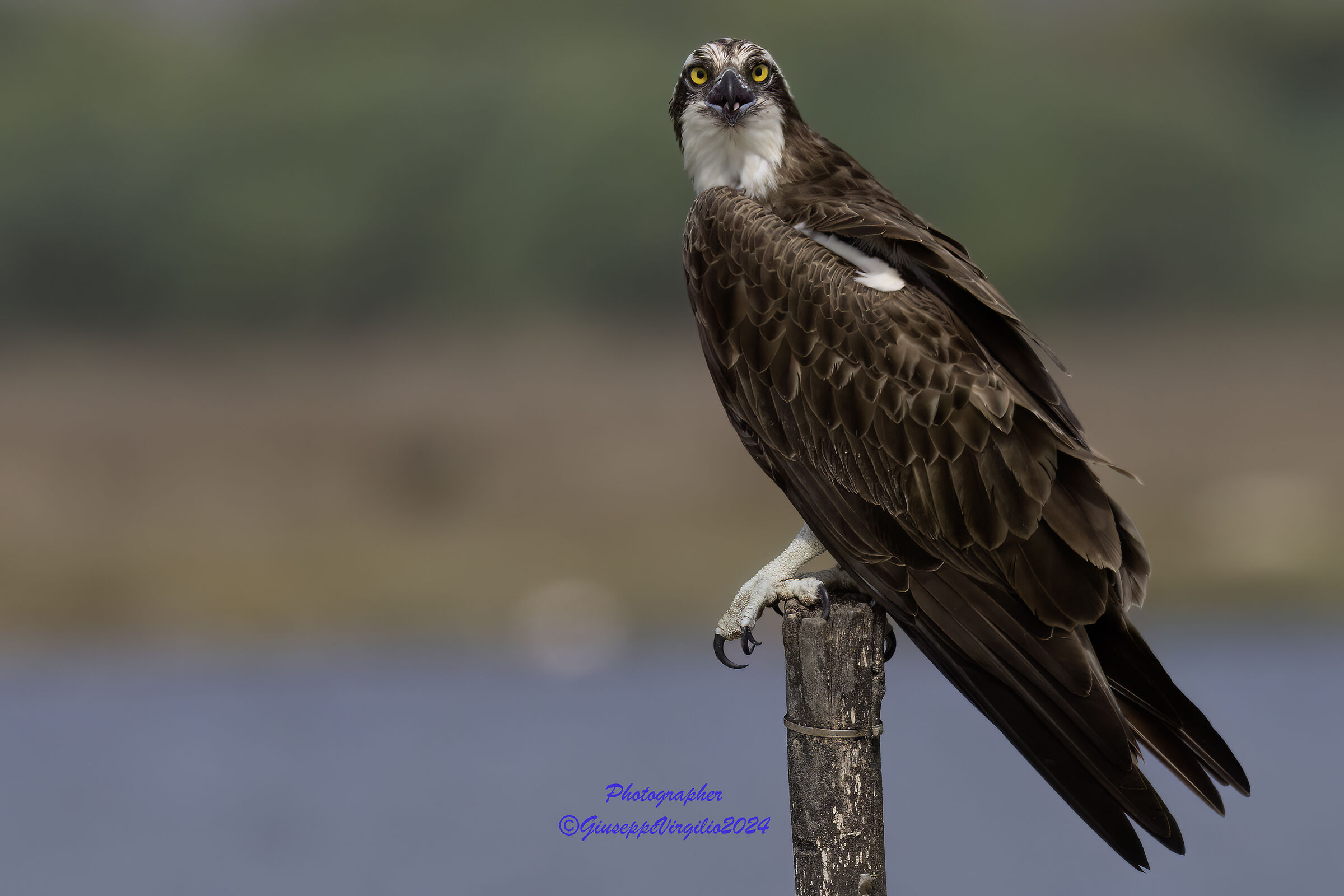 Falco Pescatore (Sardegna ) 2024