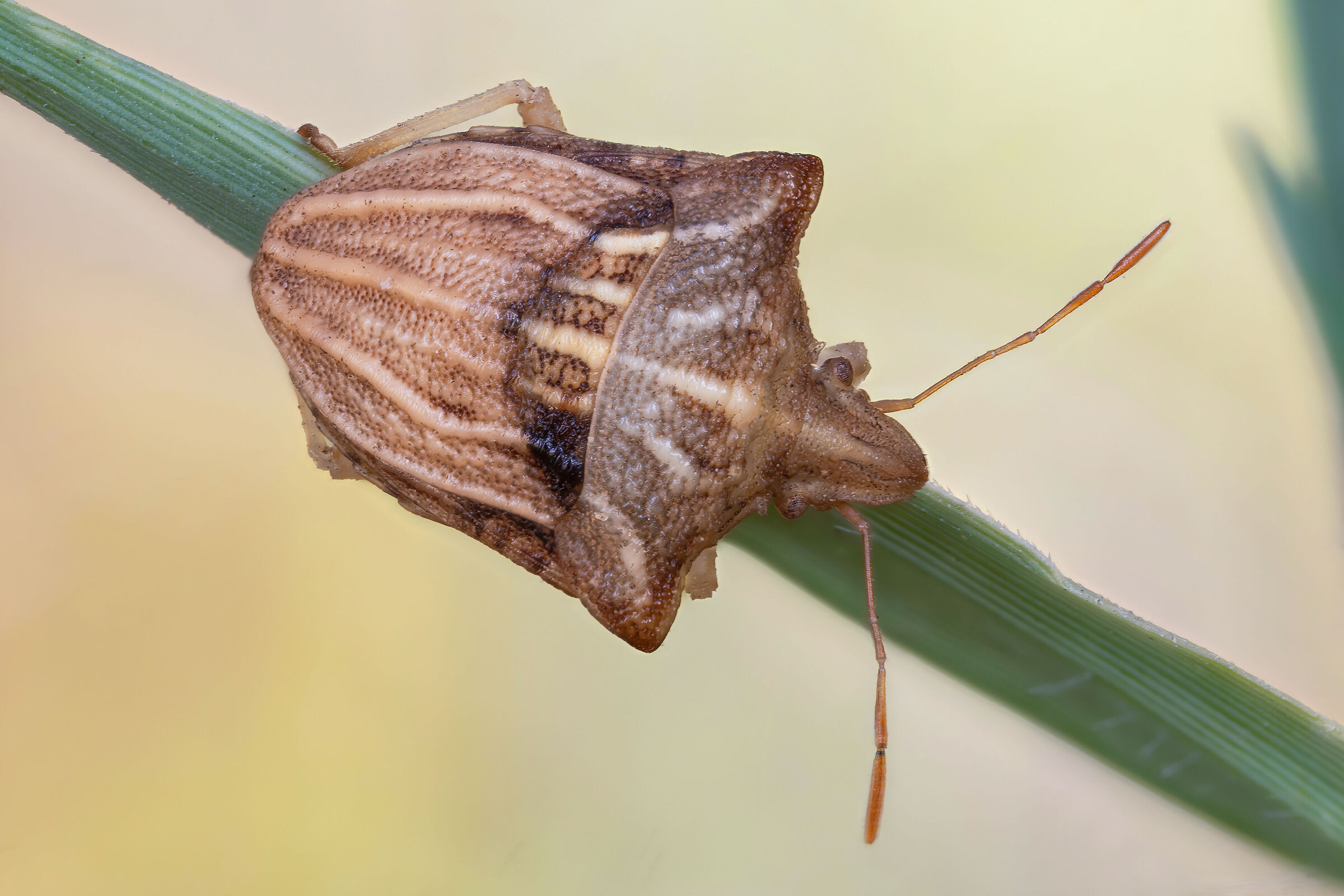 Ancyrosoma leucogrammes