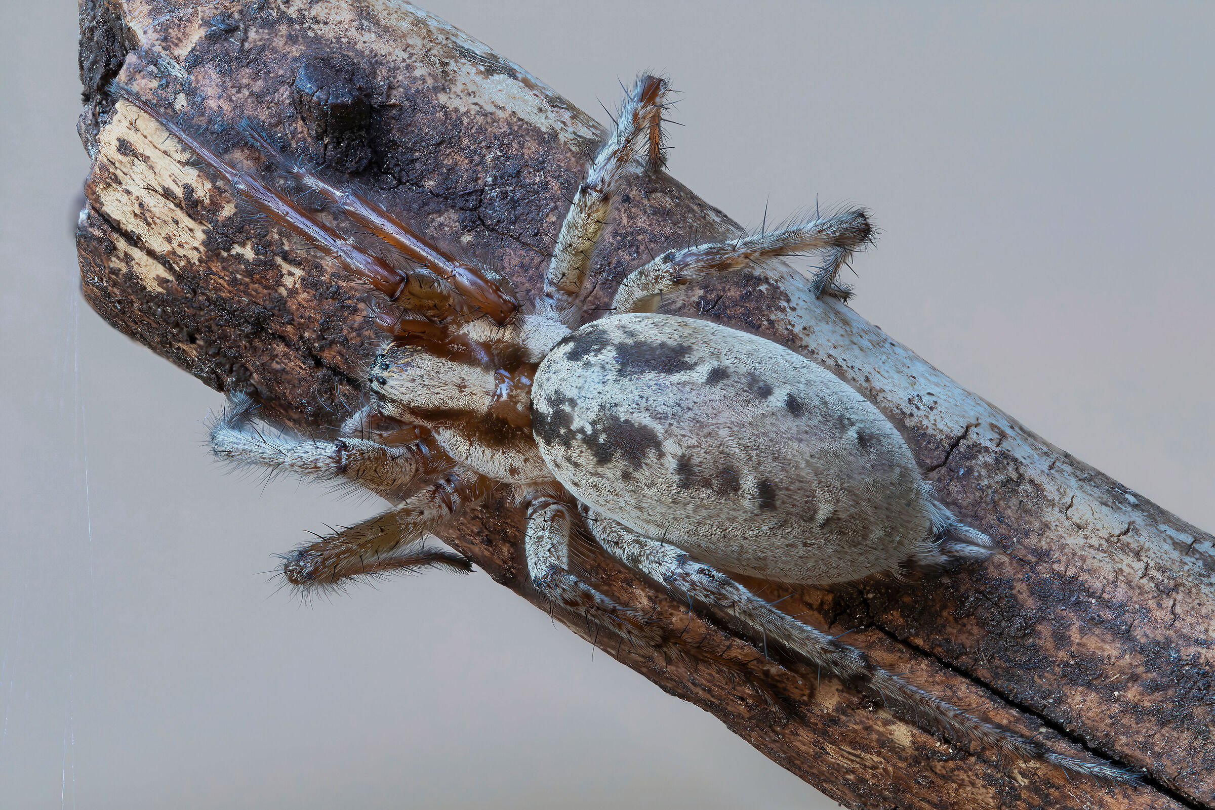 Agelena labyrinthica