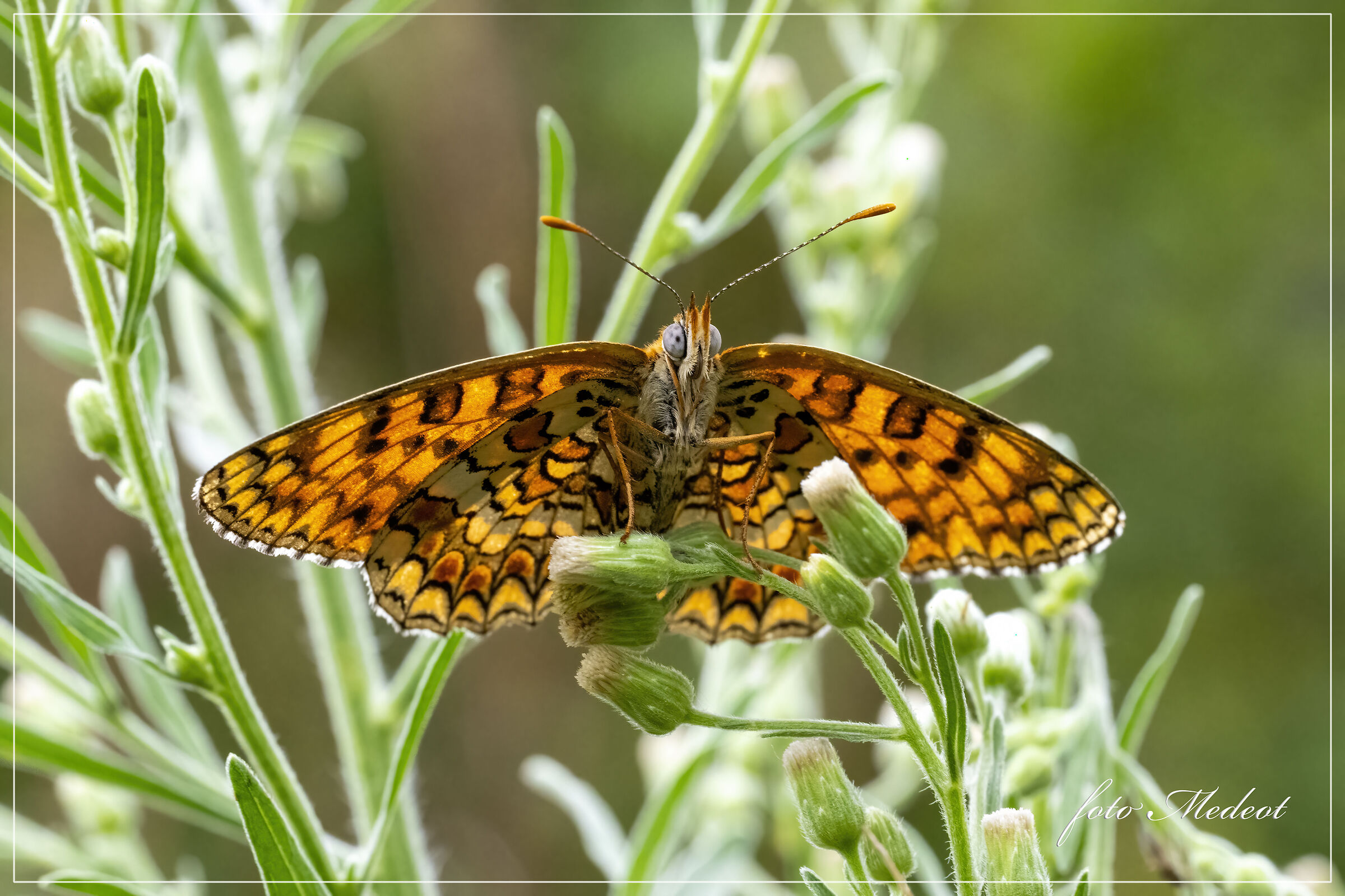 Melitaea Phoebe