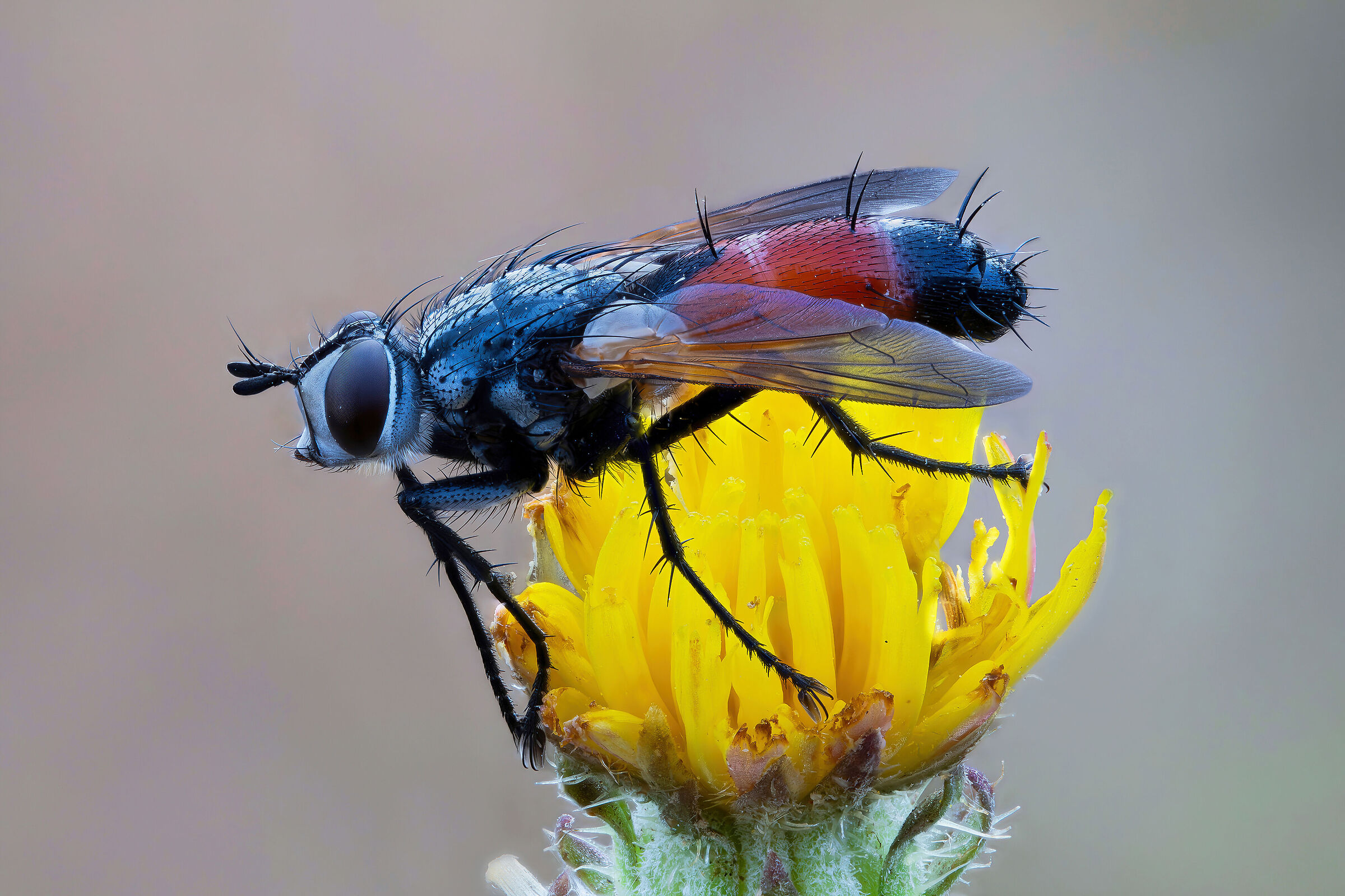 Cylindromyia sp. z o.o.