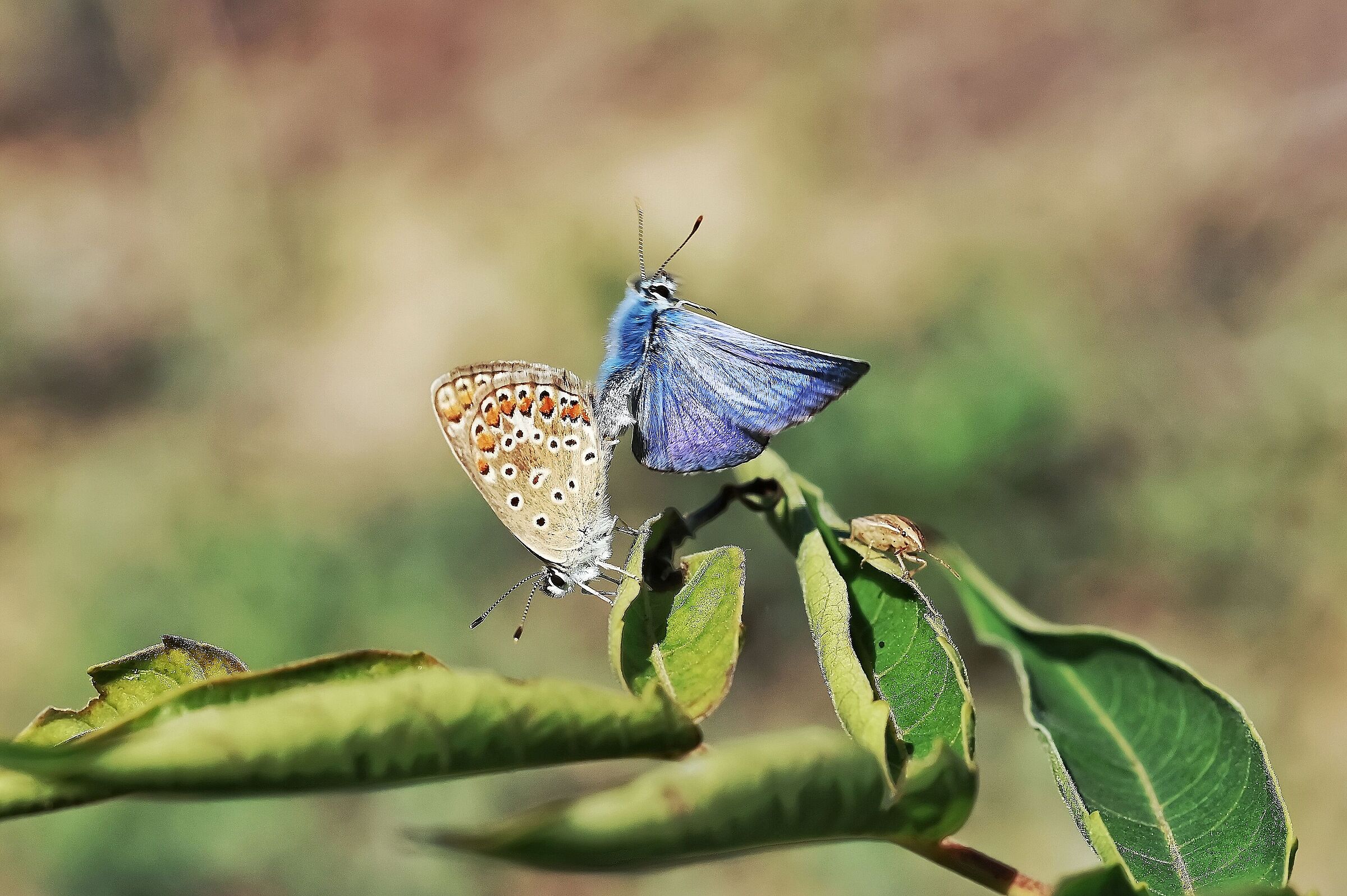 Polyommatus icarus _ double face