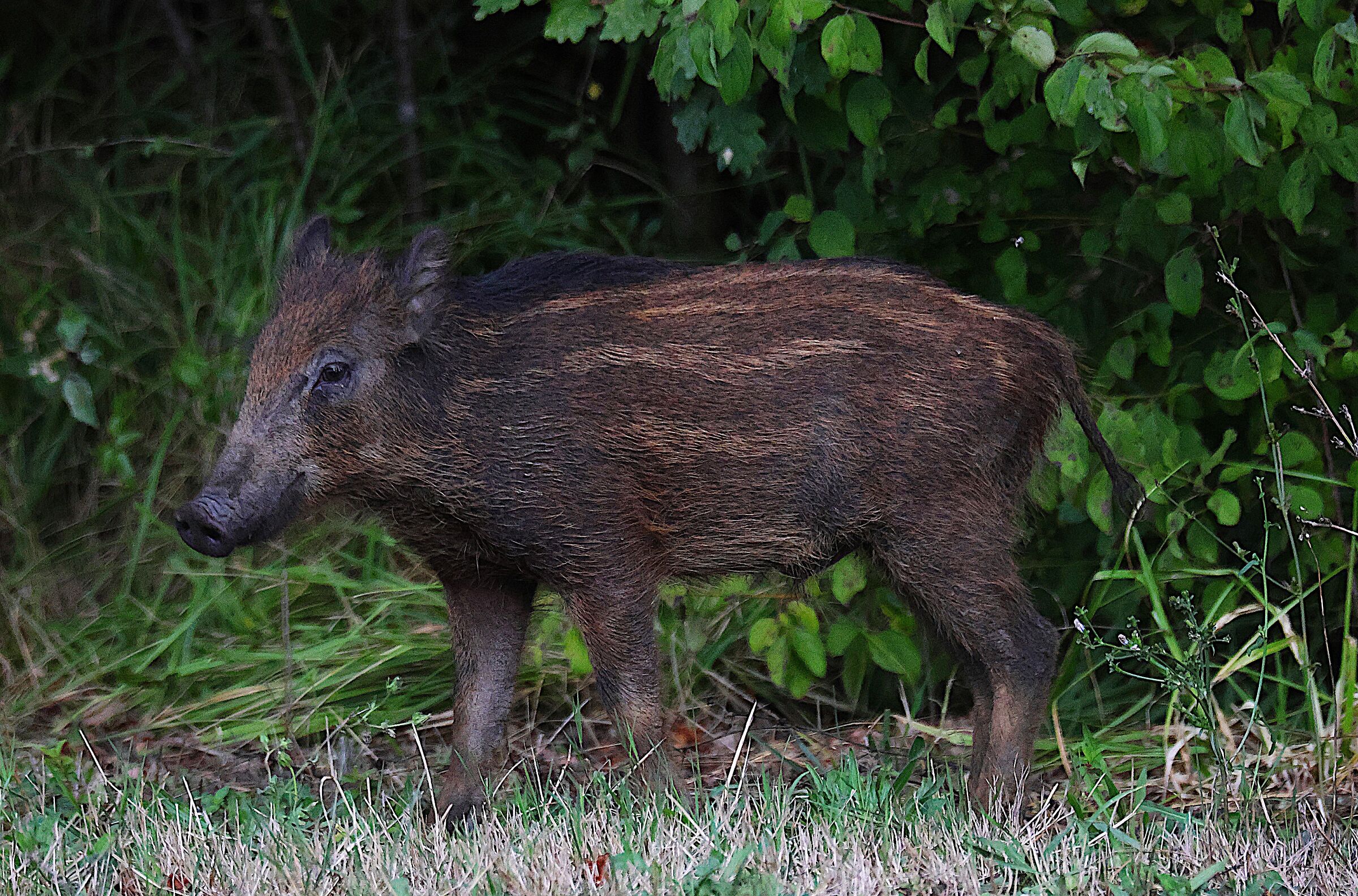Wild boar