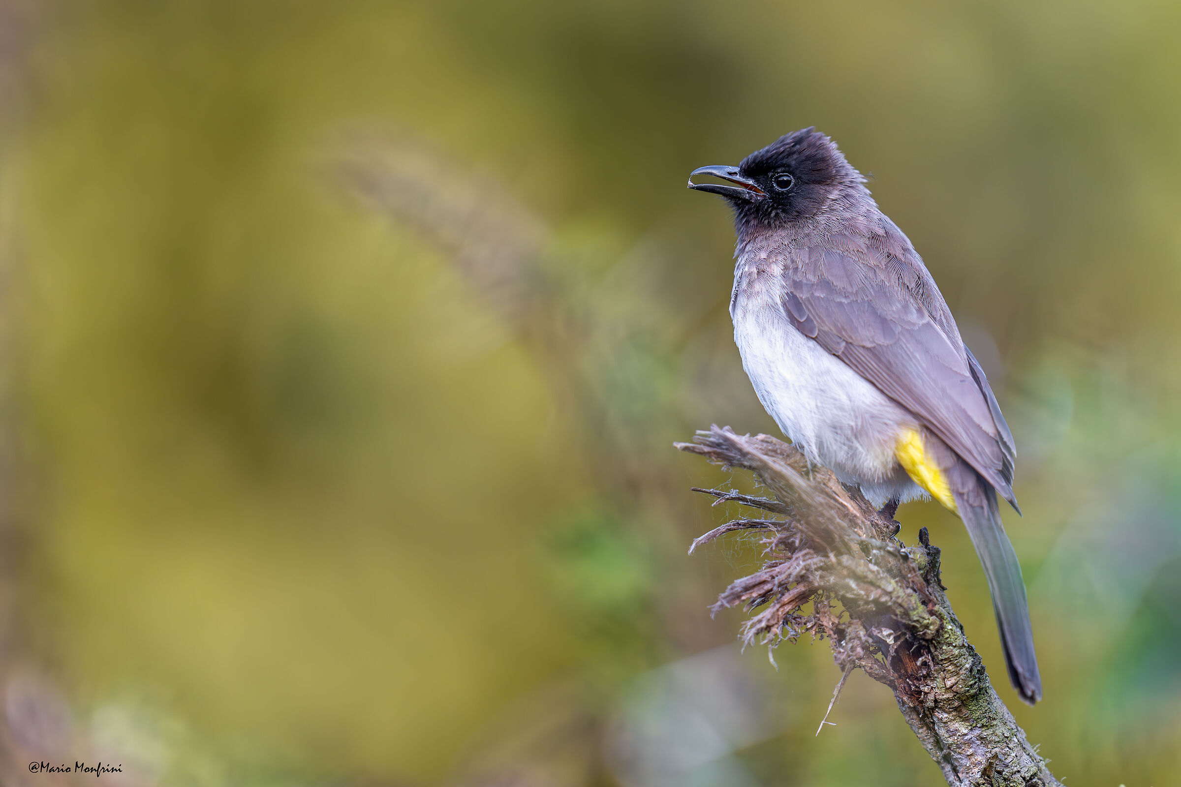 Common Bulbul