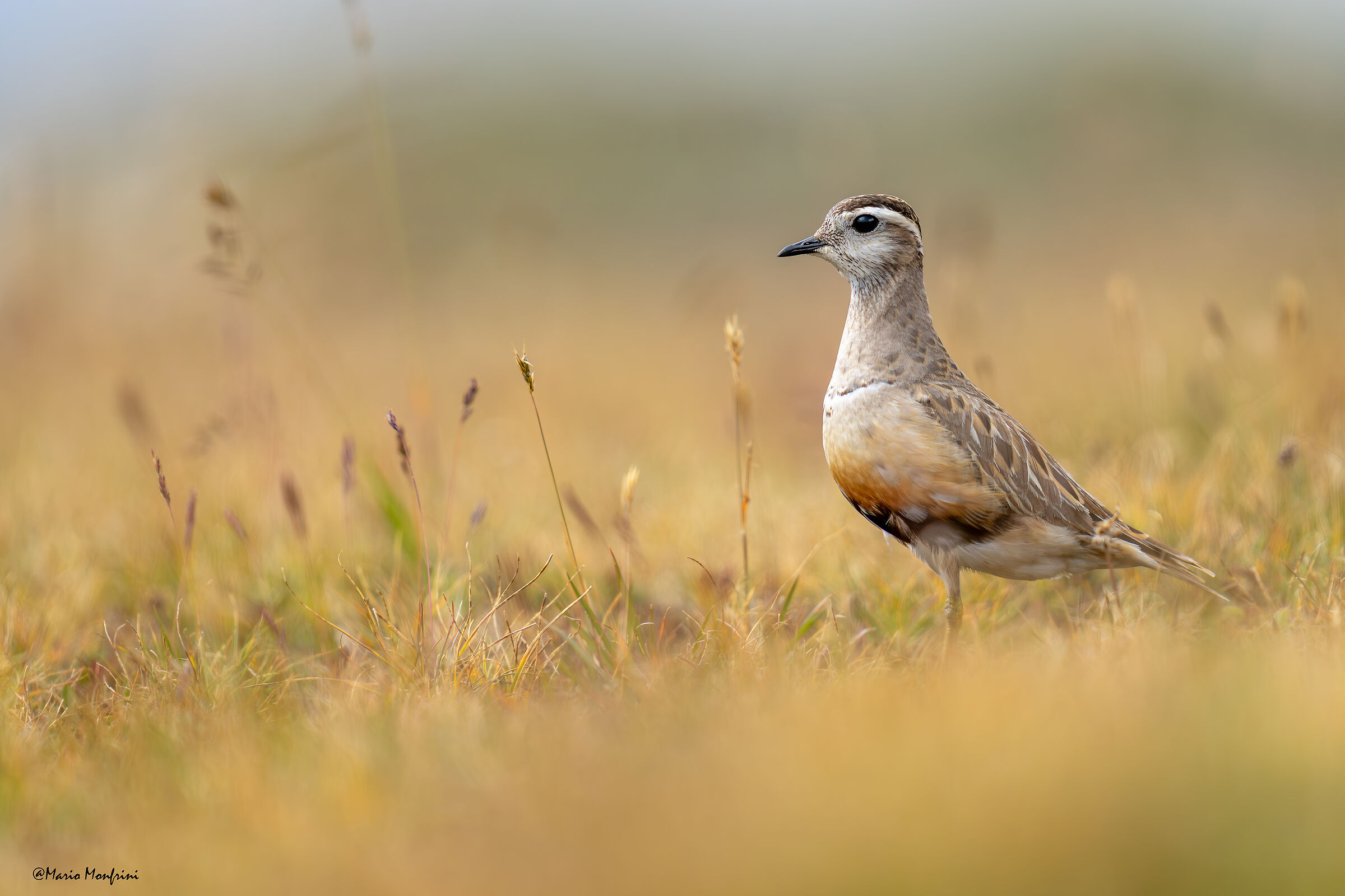 Tortolino plover