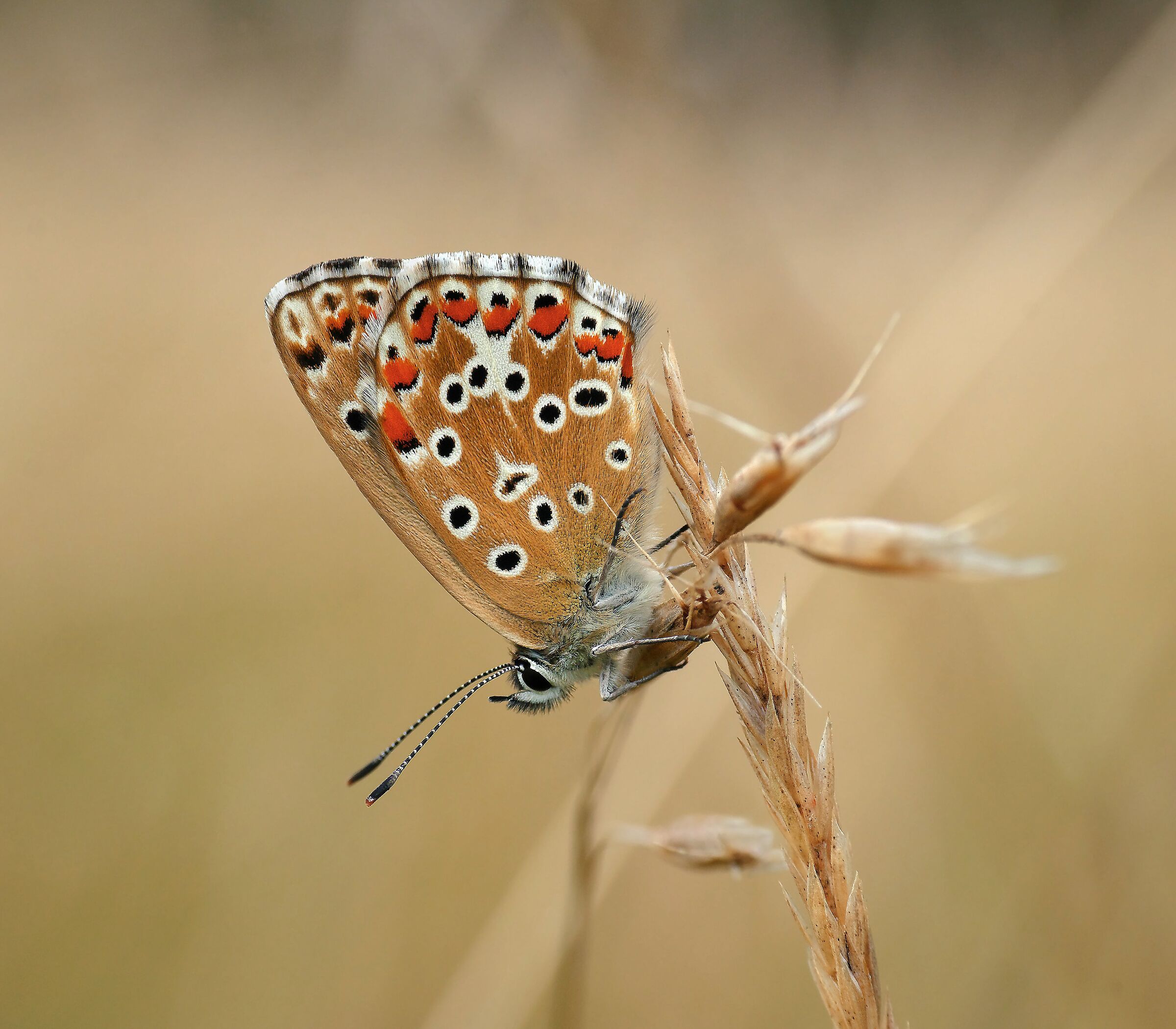 Bellargus