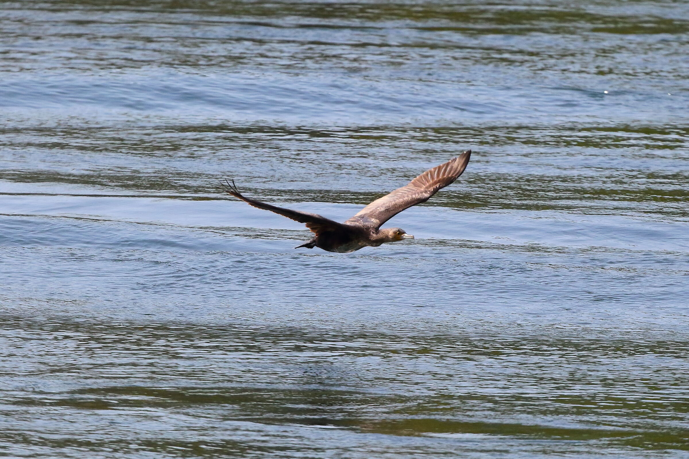 Cormorano 12 aprile 2024 - 8243