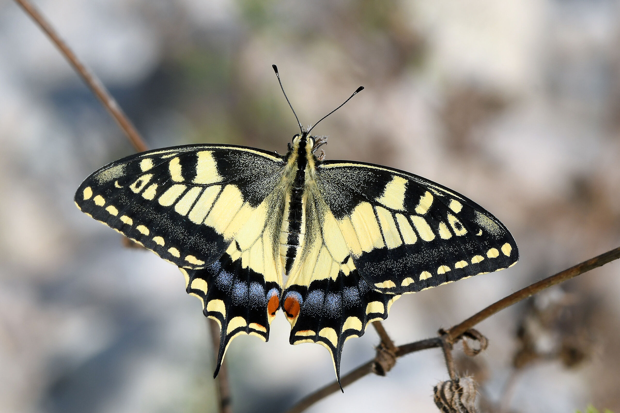 Macaone (Papilio machaon Linnaeus, 1758)