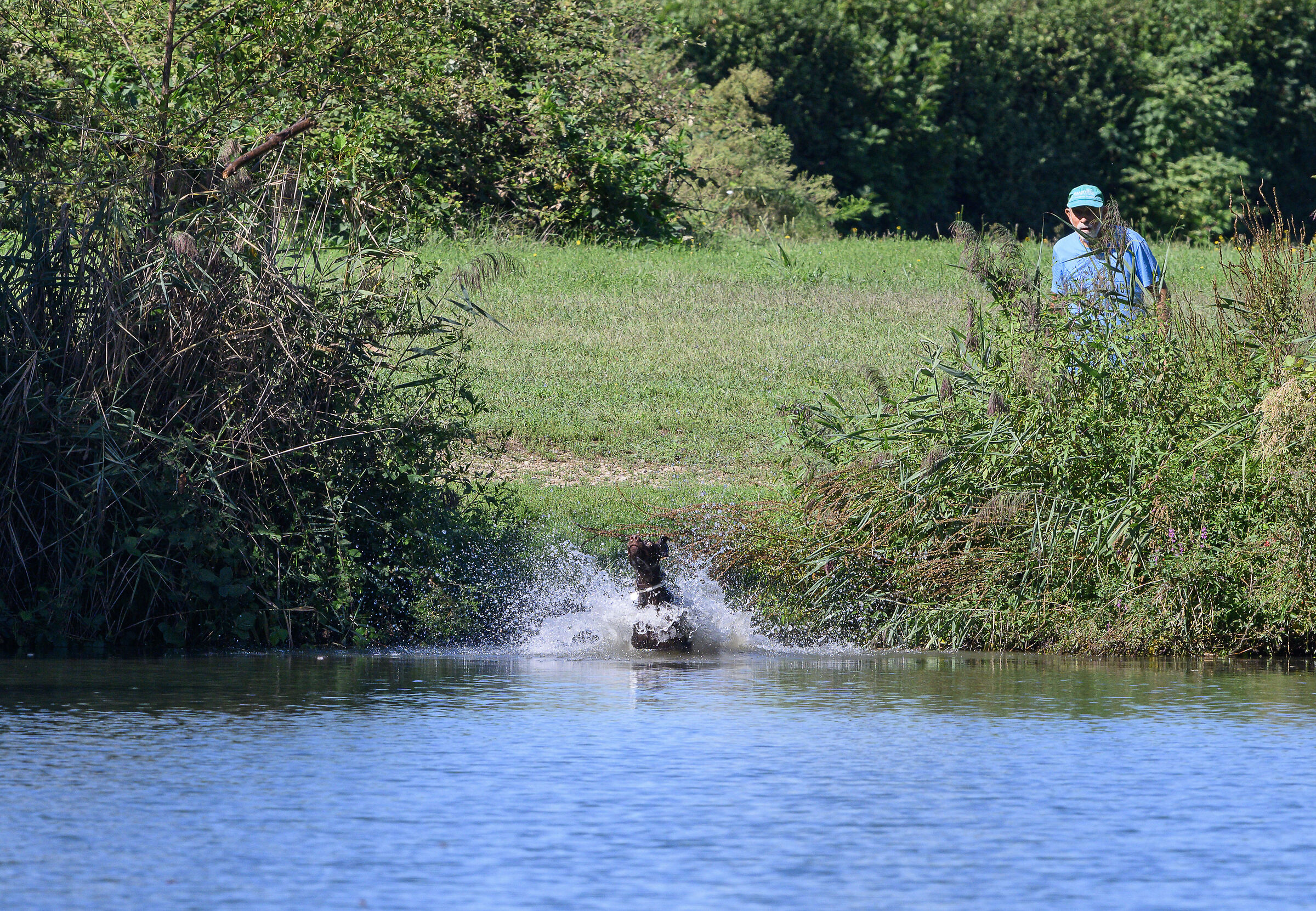 Cane da riporto anfibio