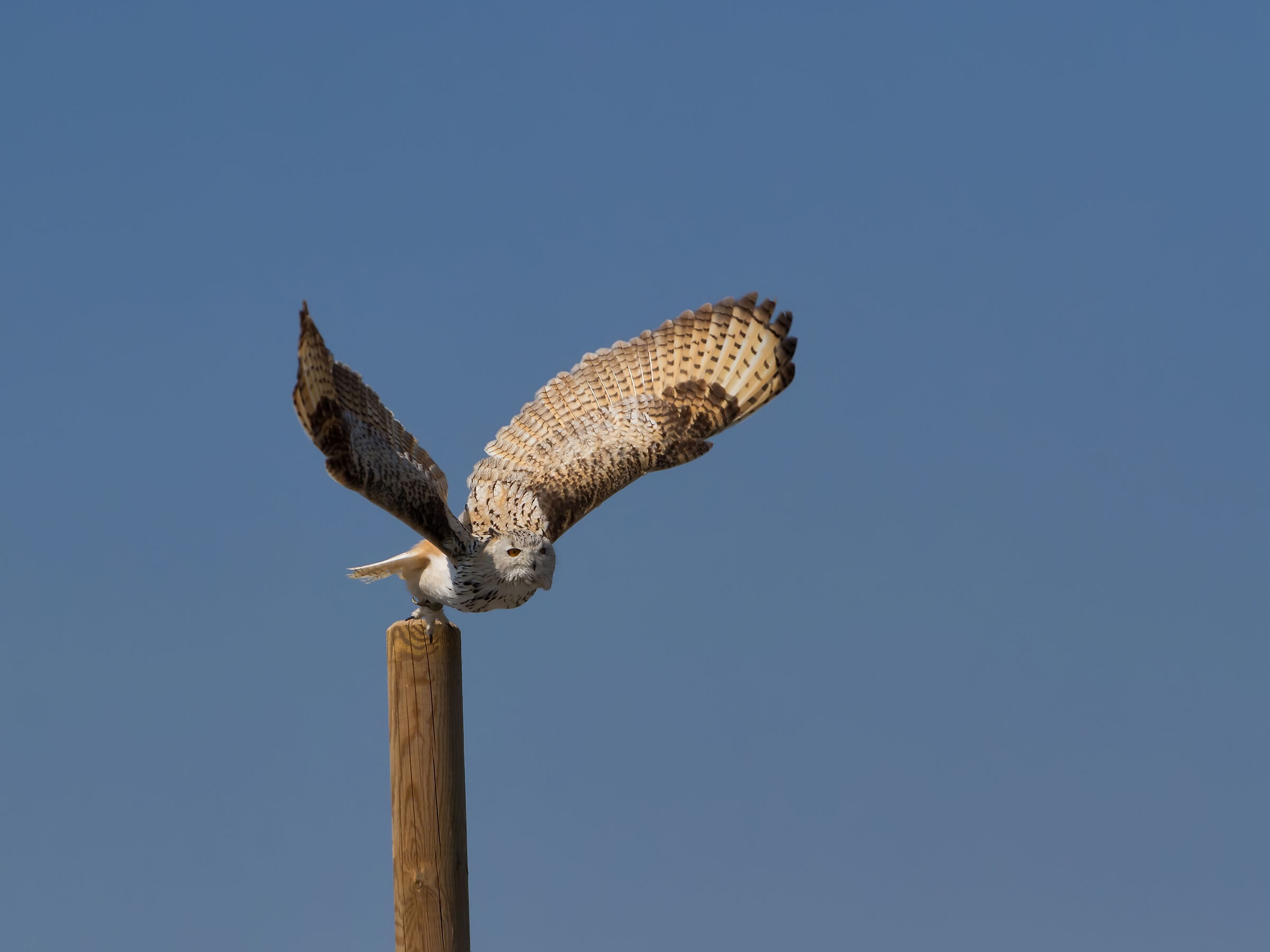 Gufo reale euroasiatico (falconeria)