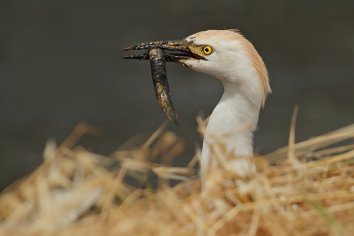 Giocando a nascondino......