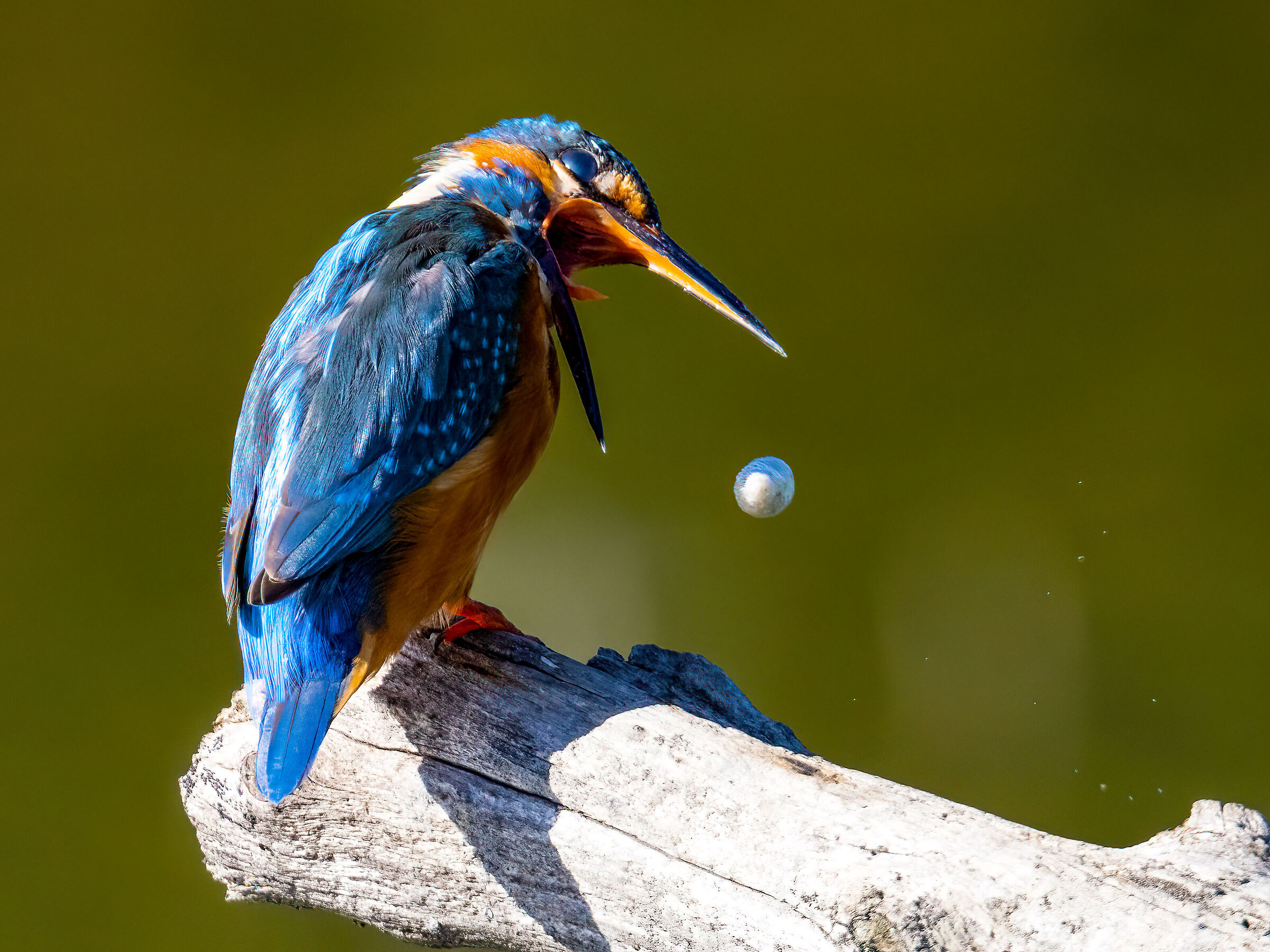 Kingfisher with leek