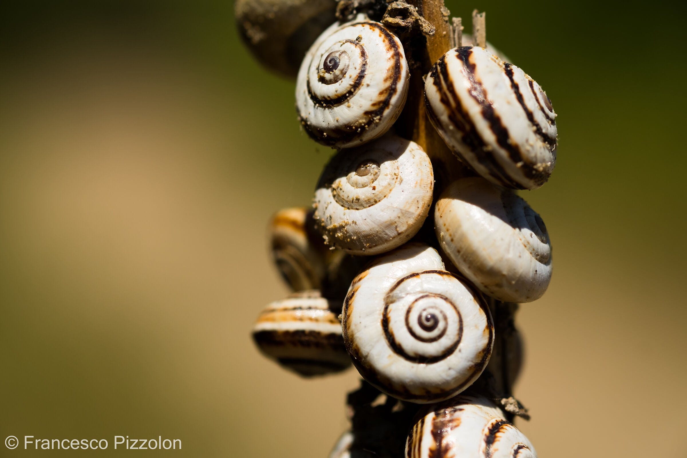 Shells