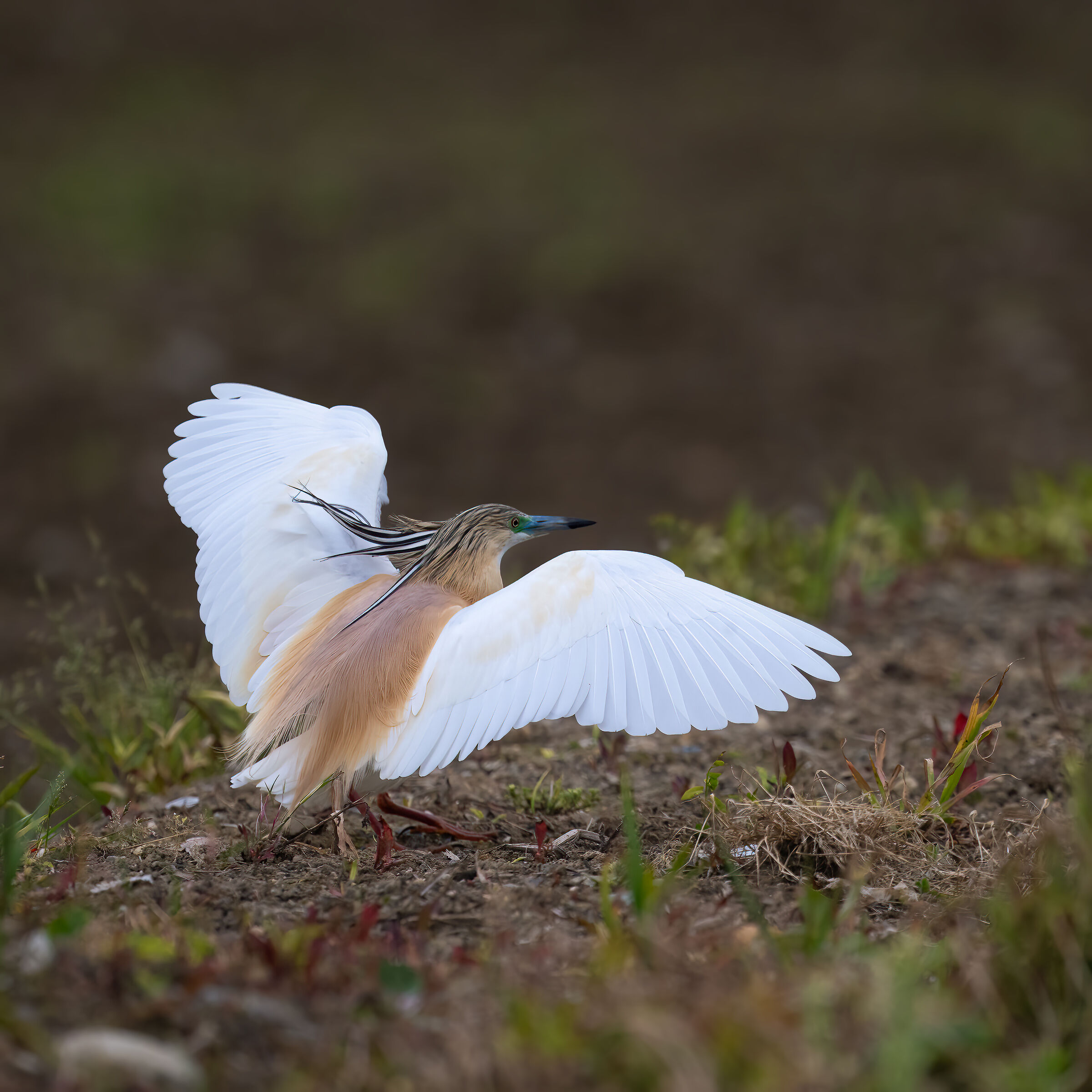 Squacco heron