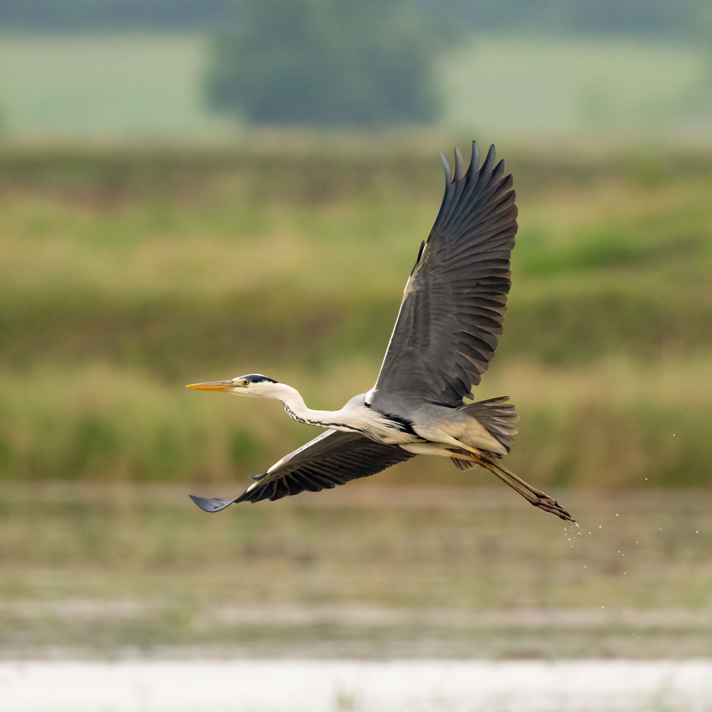 Grey heron