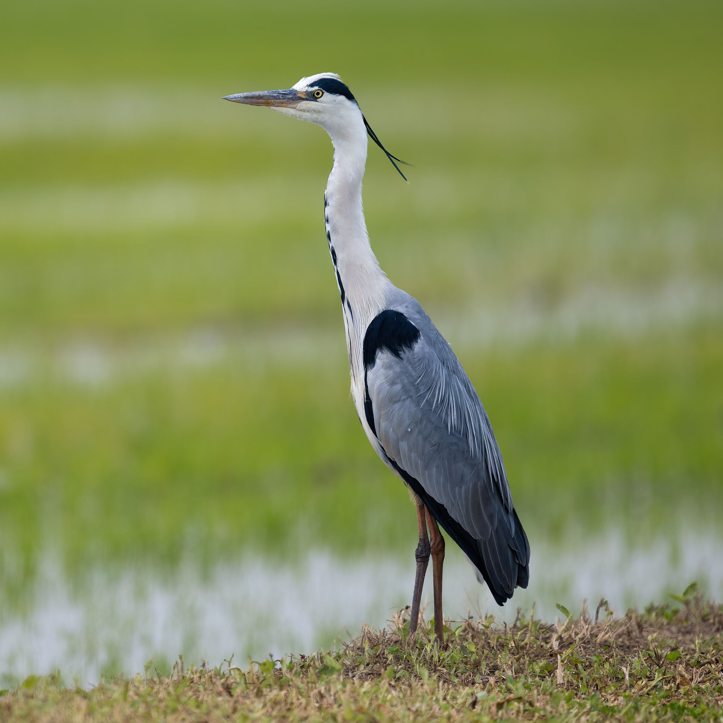 Grey heron