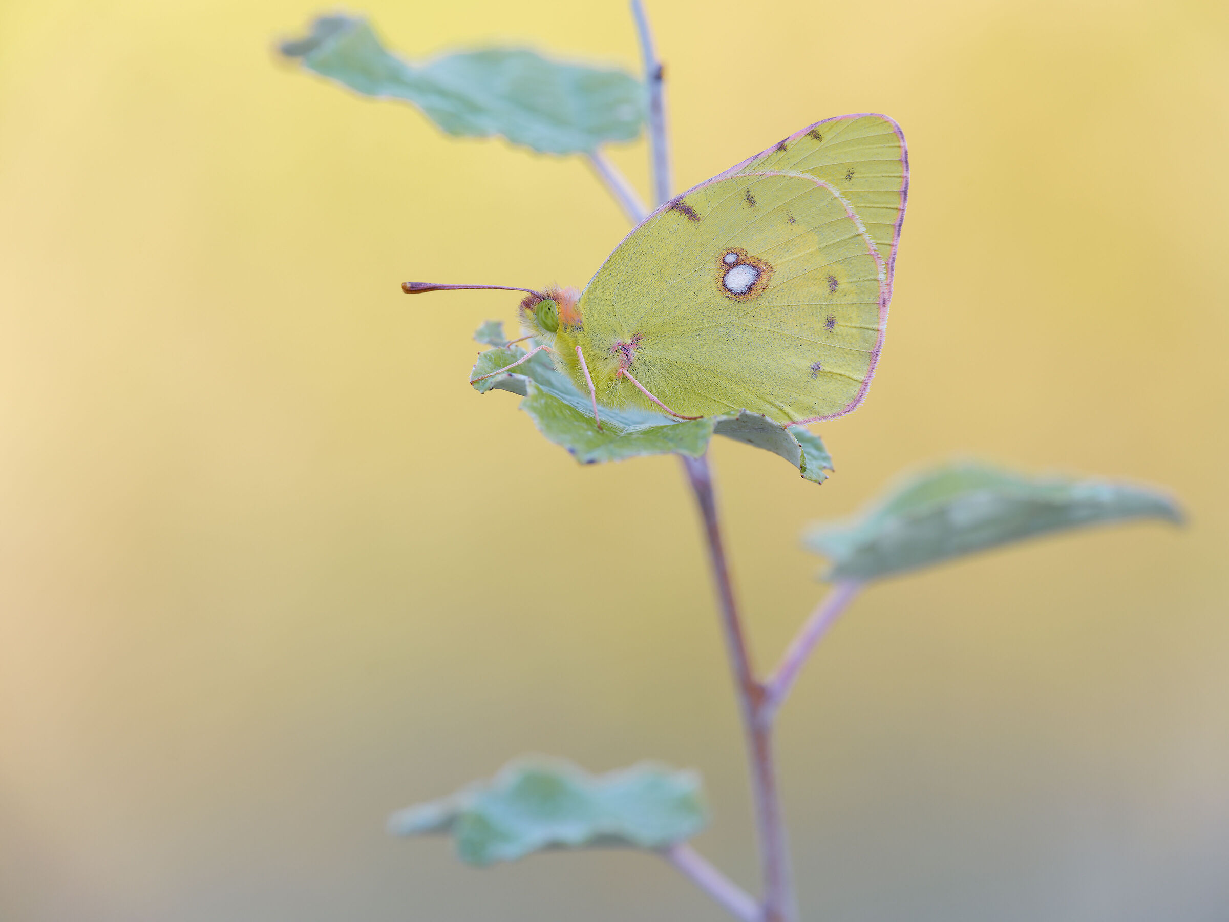 Colias crocea