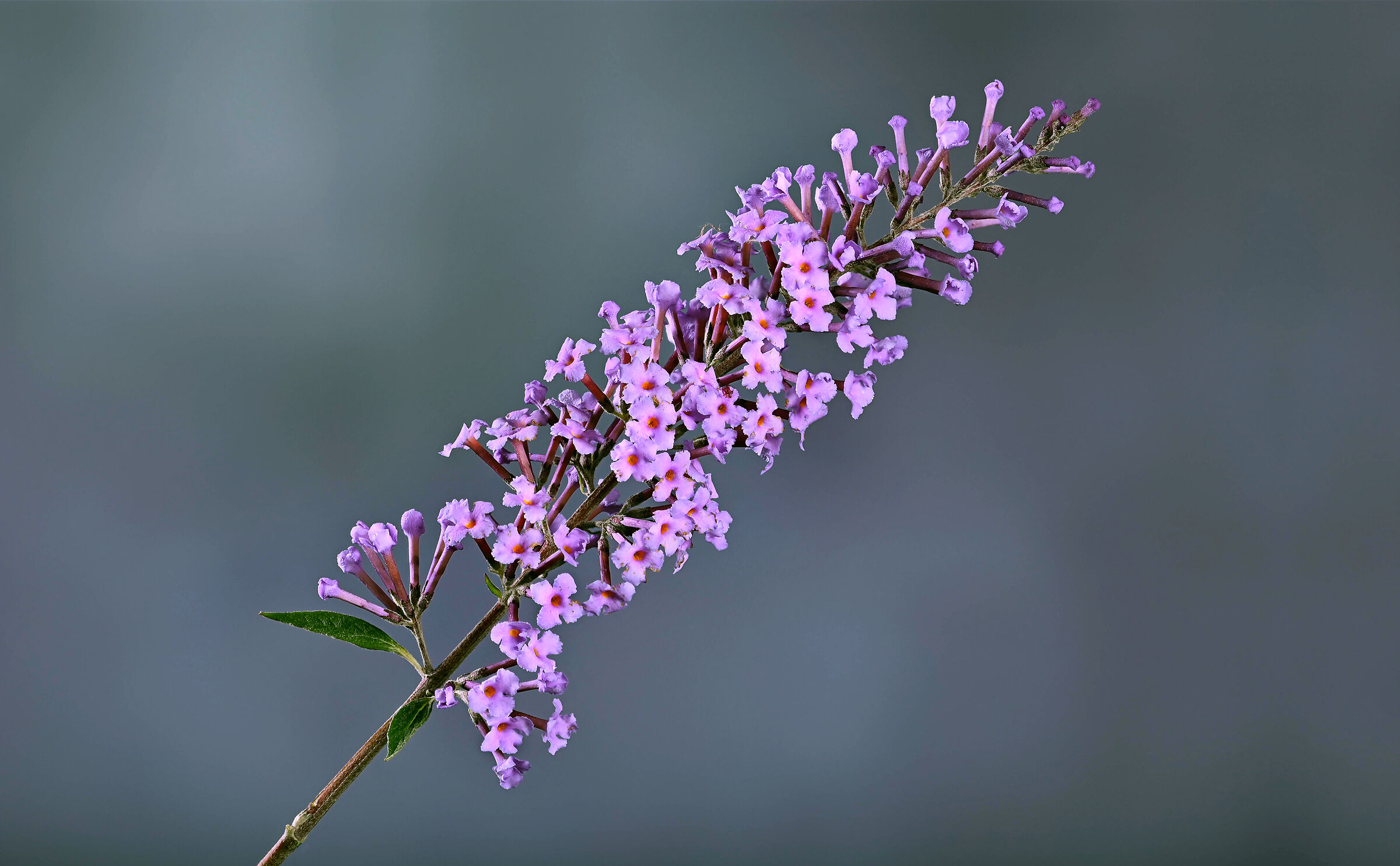 The most loved by butterflies