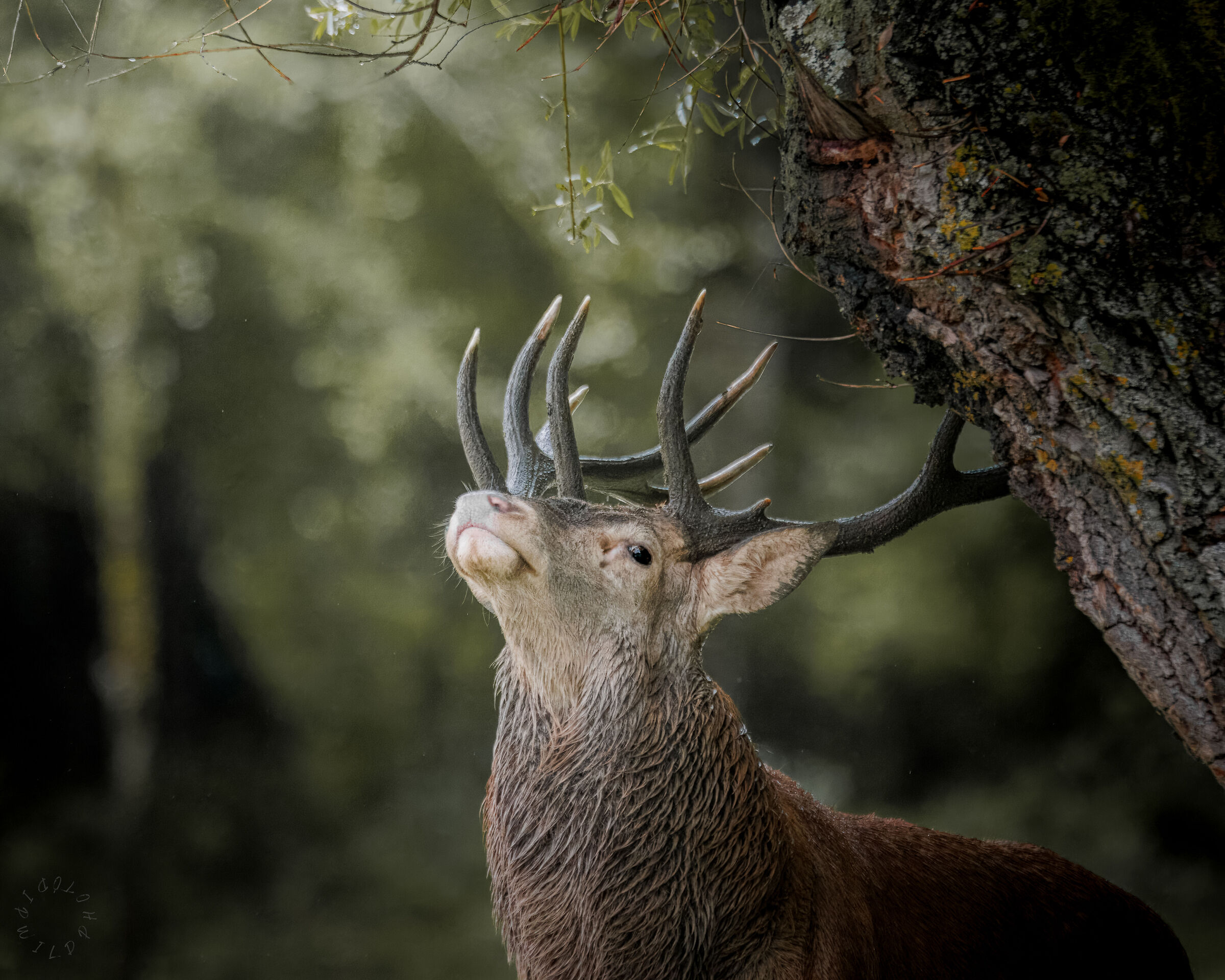 The deer