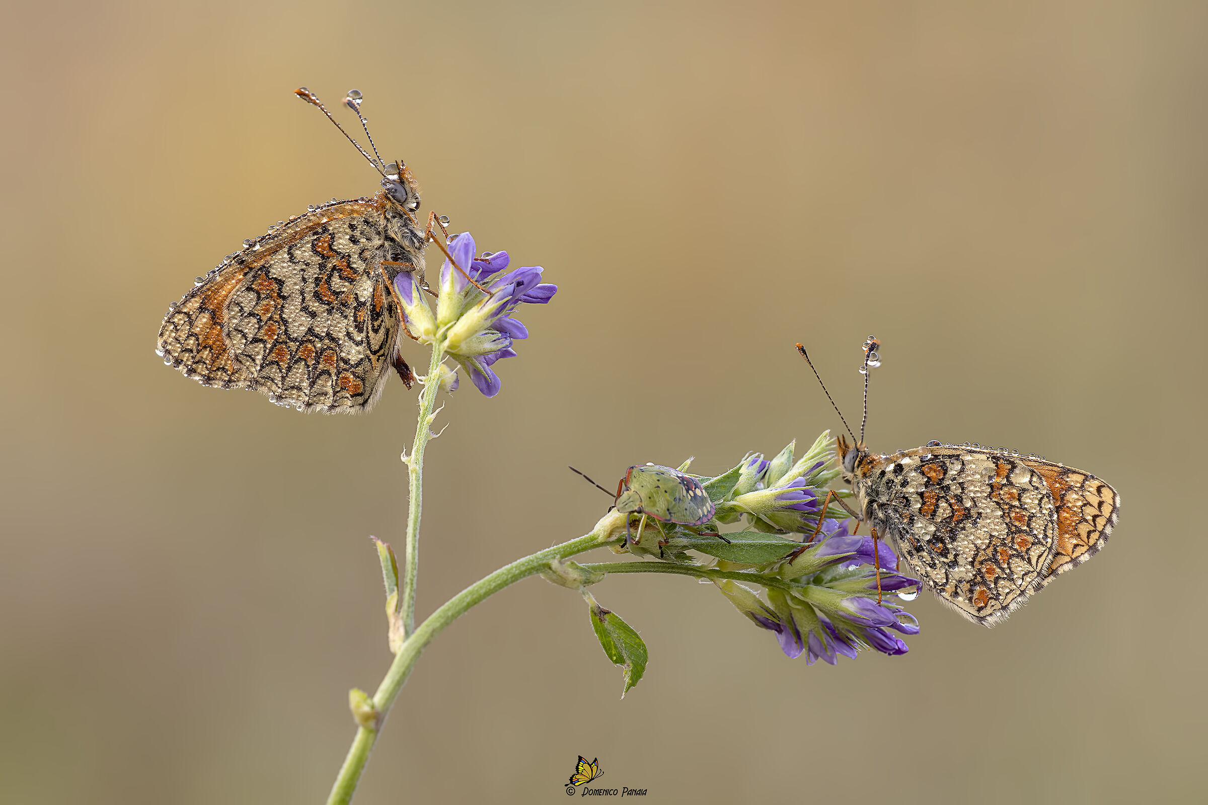 melitaea phoebe
