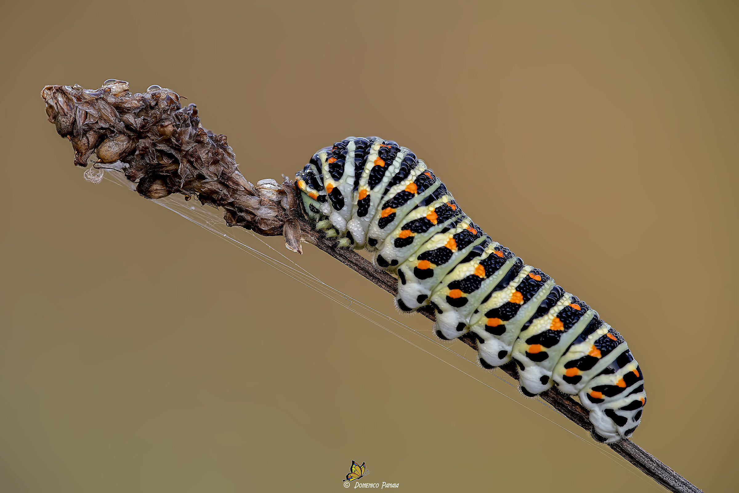 Macaon caterpillar