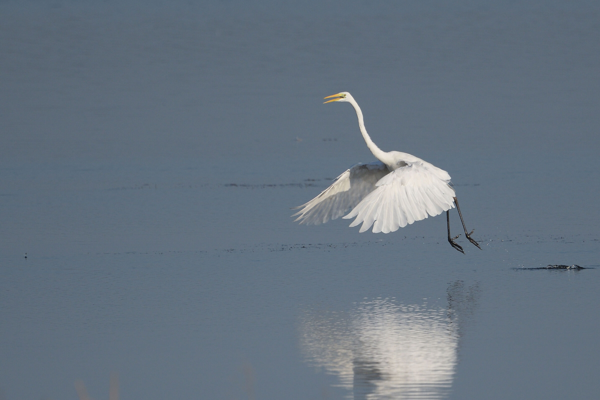 l'eleganza del bianco