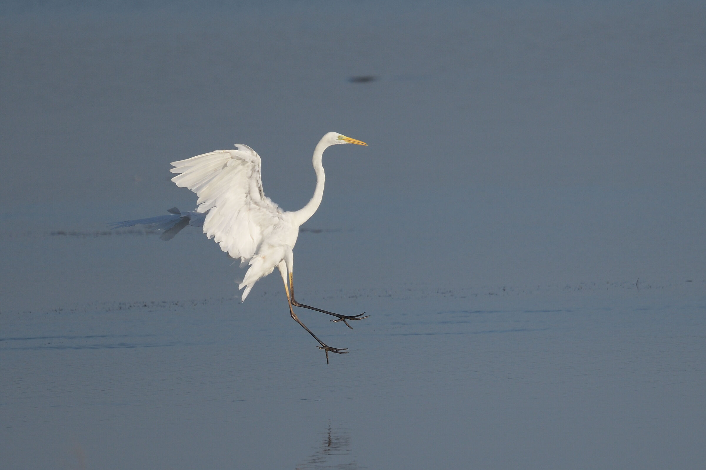l'eleganza del bianco