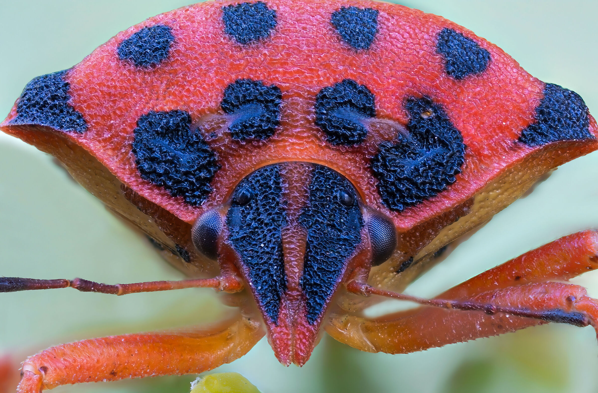 Graphosoma semipunctatum