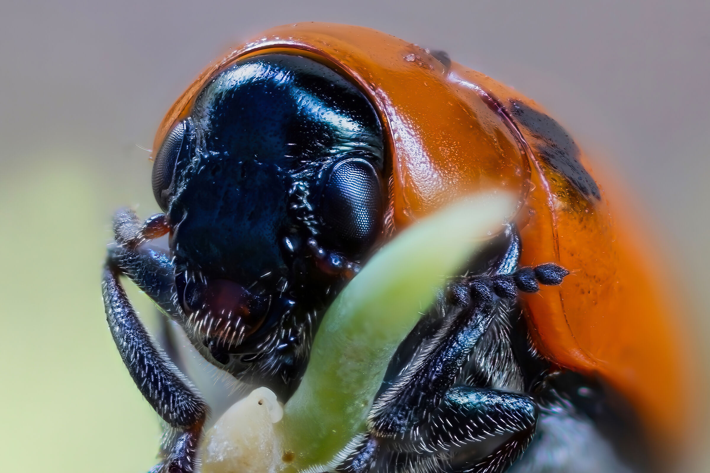 Coptocephala scopolin