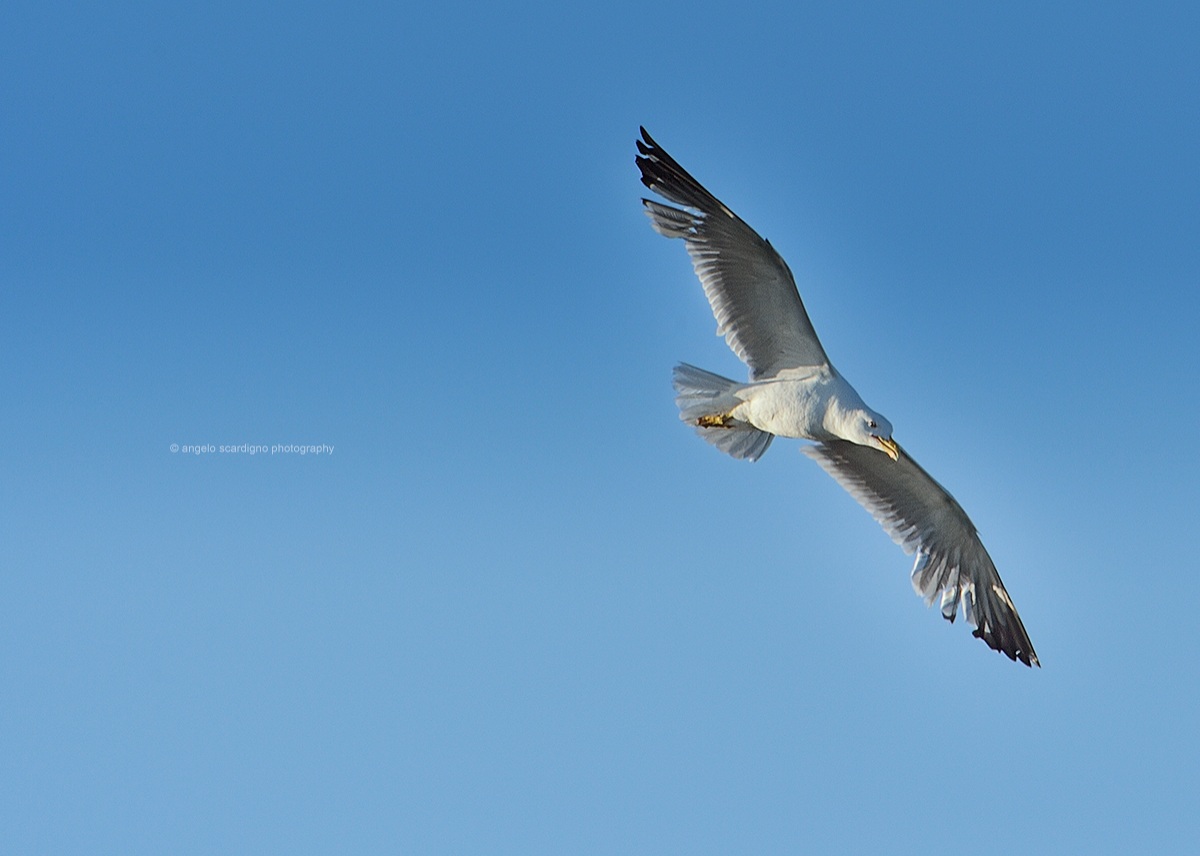 Il volo del Gabbiano...
