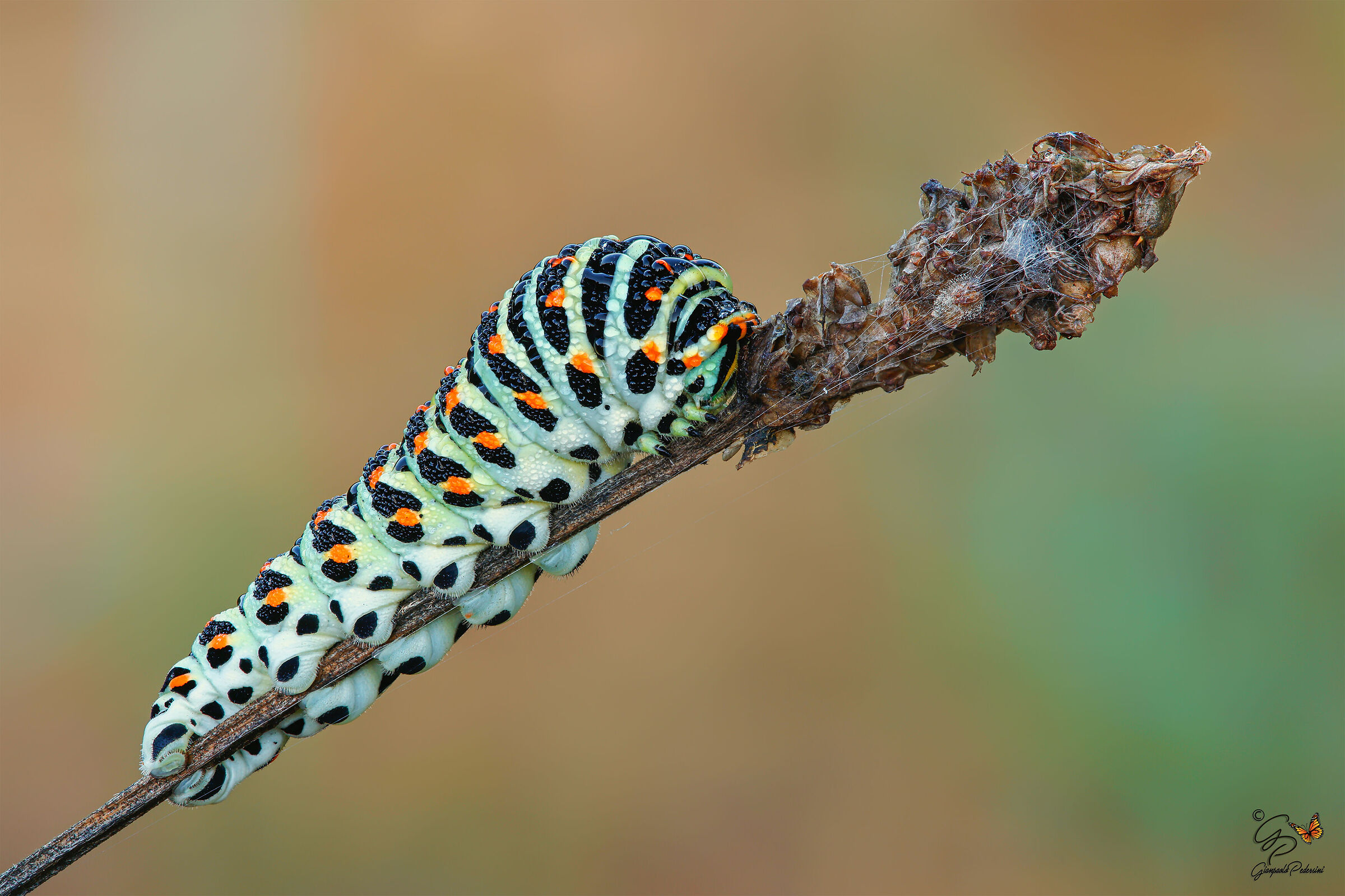 Larva di Papilio machaon
