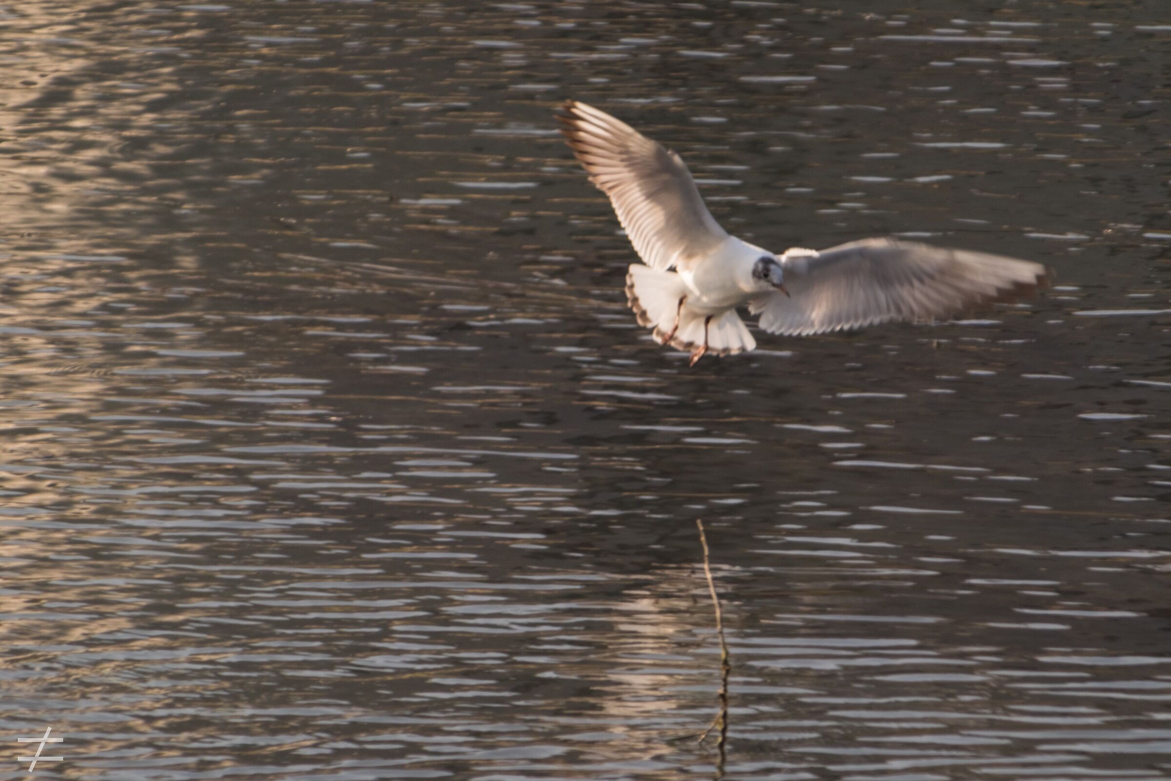 bird