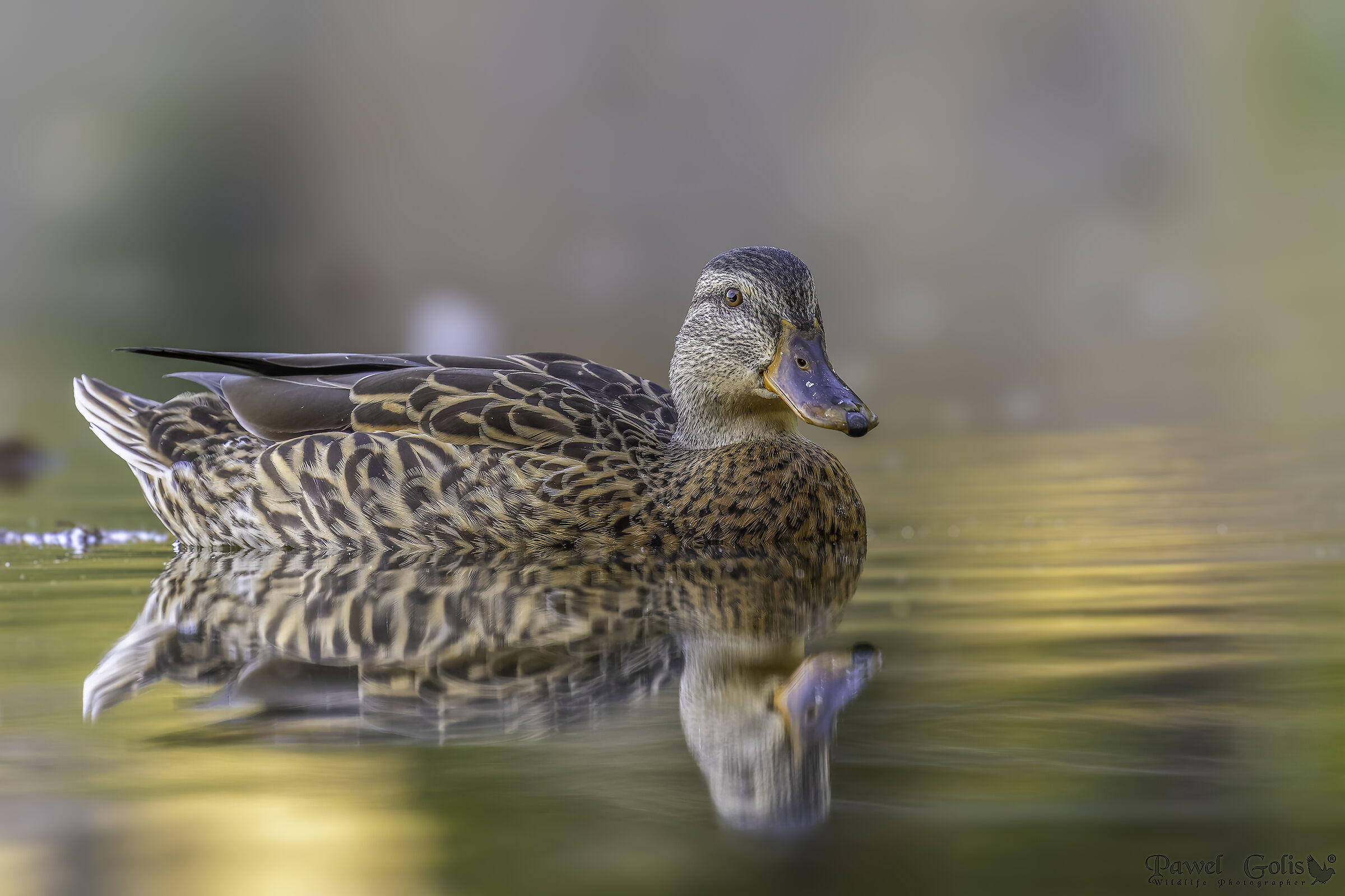 Germano reale (Anas platyrhynchos)