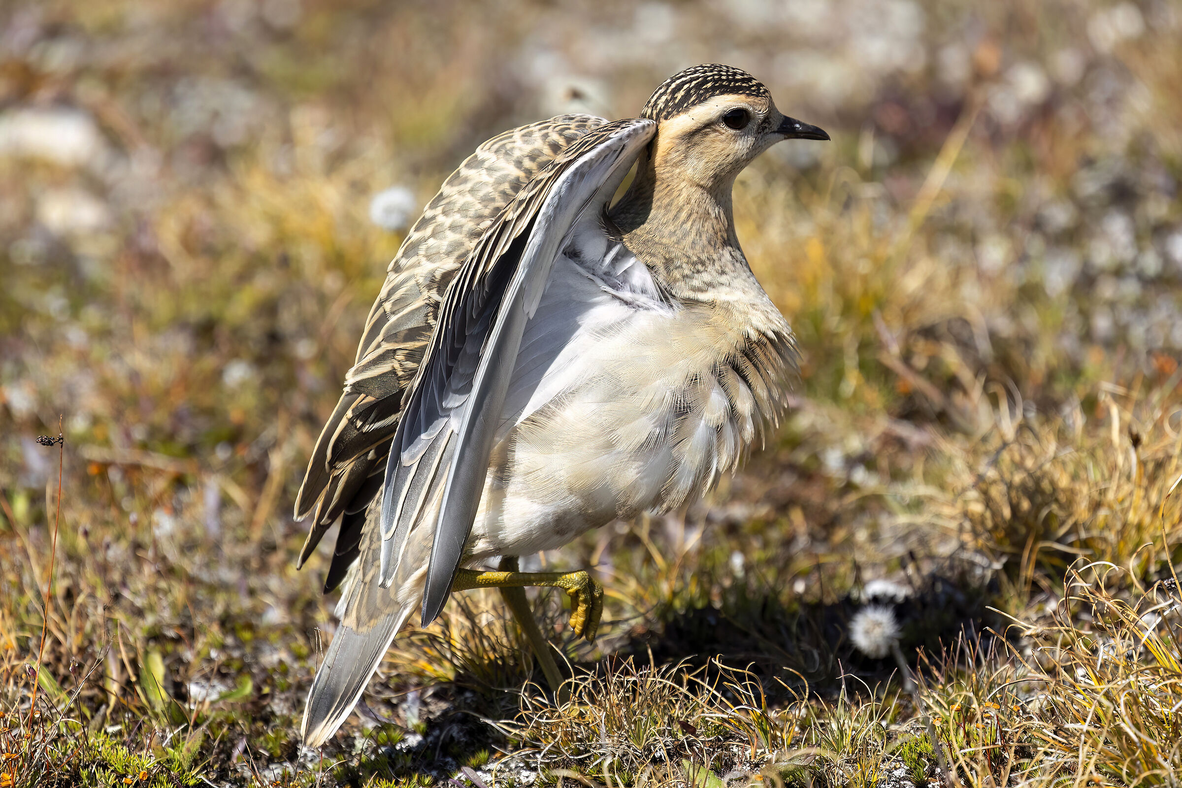 Tortolino Plover