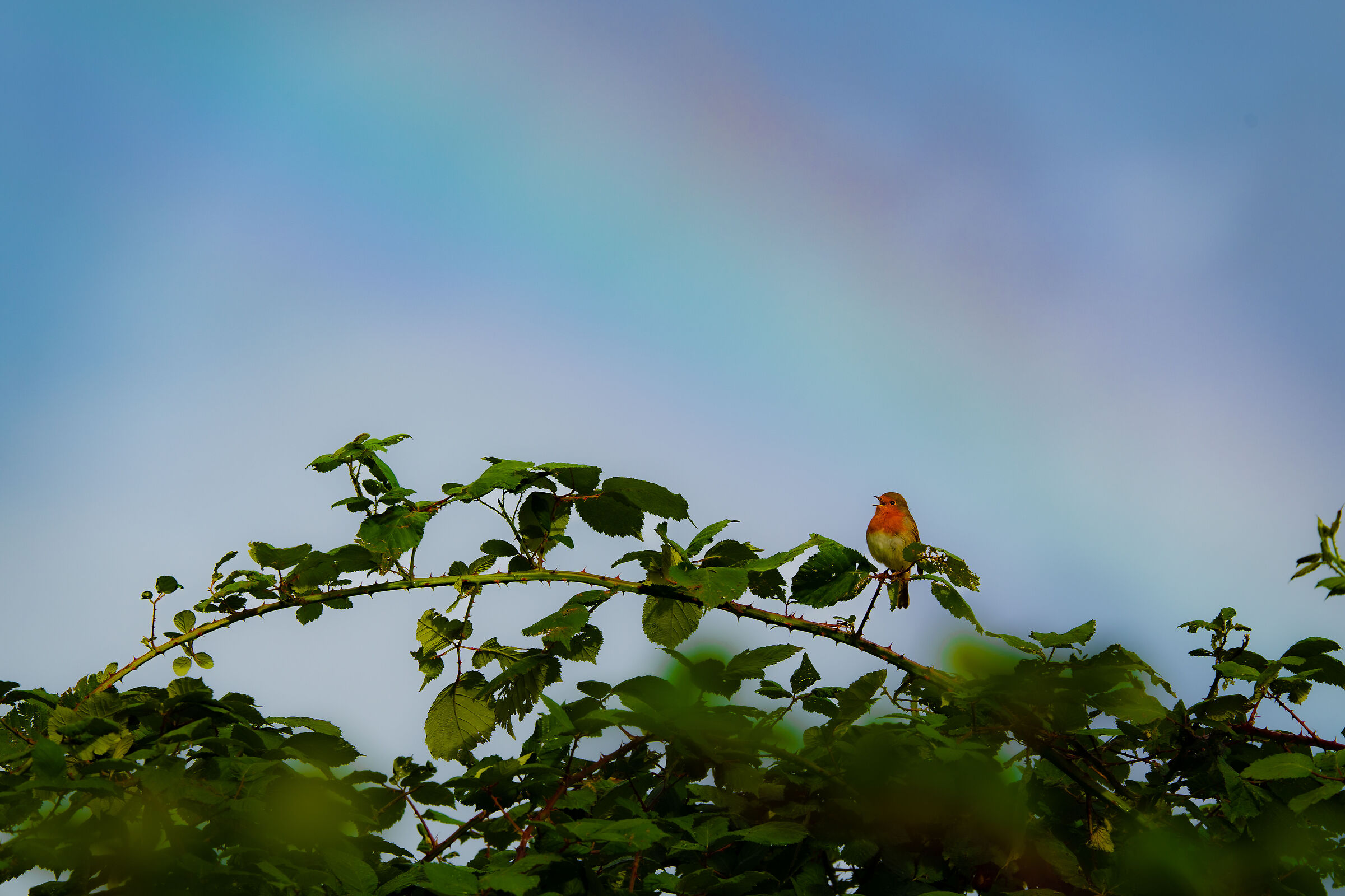 The morning beauty