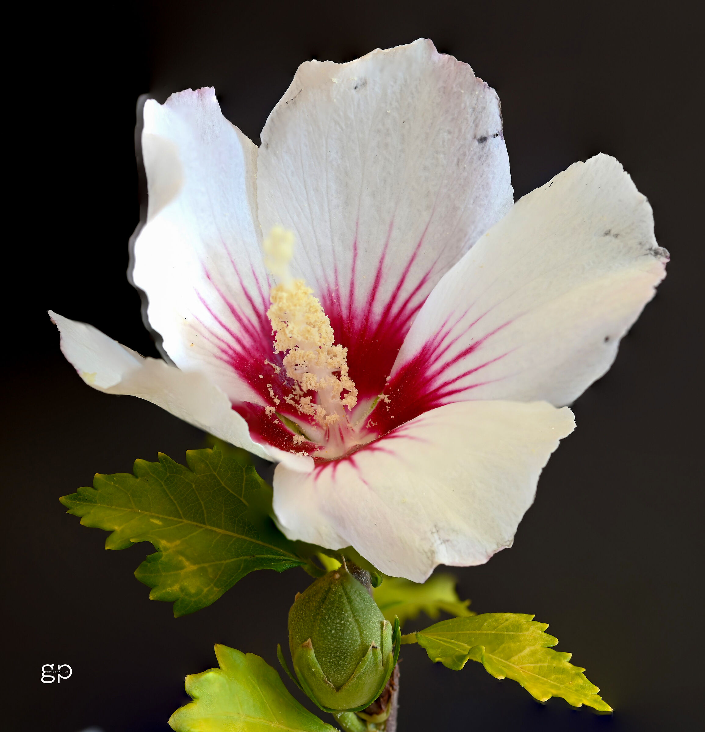 hibiscus syriacus