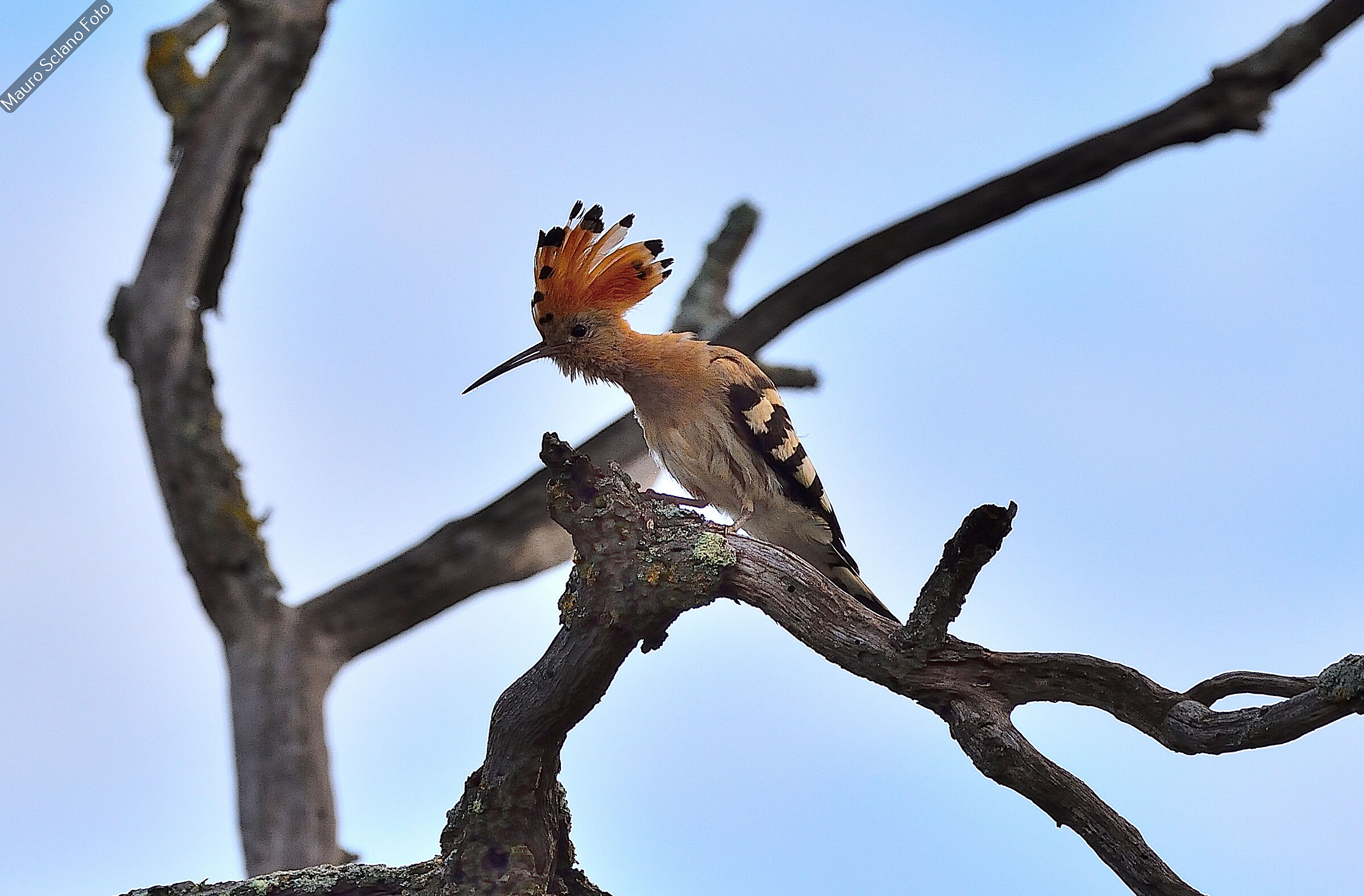 March Rooster (Hoopoe)
