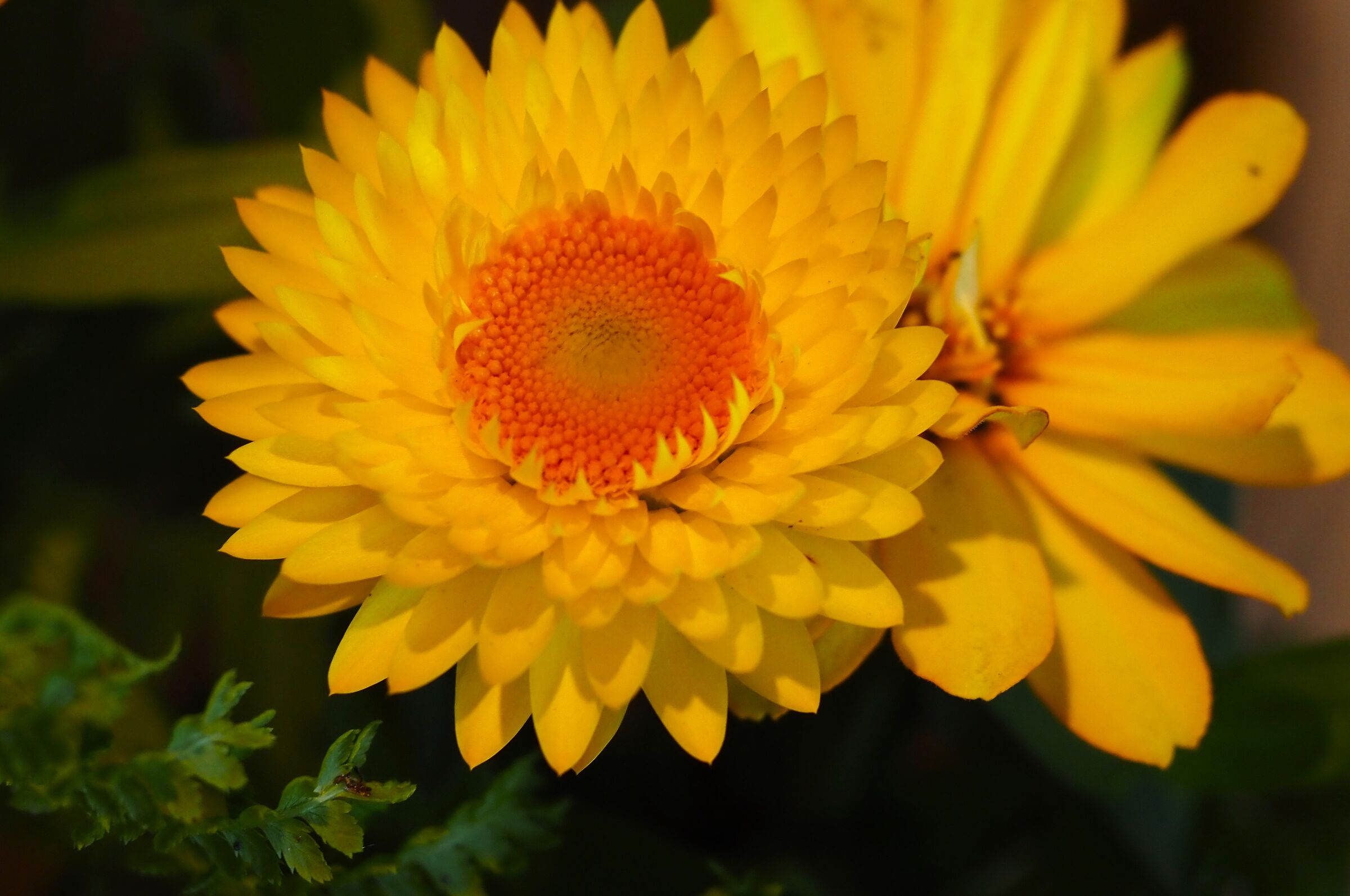fiore giallo