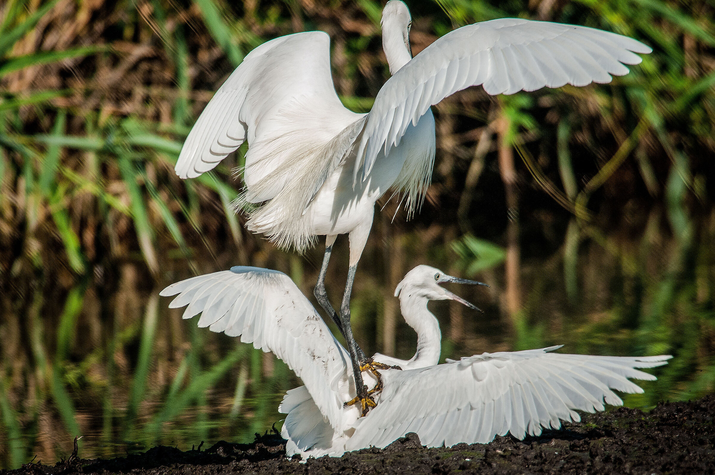 Little Egret (Egretta garzetta)